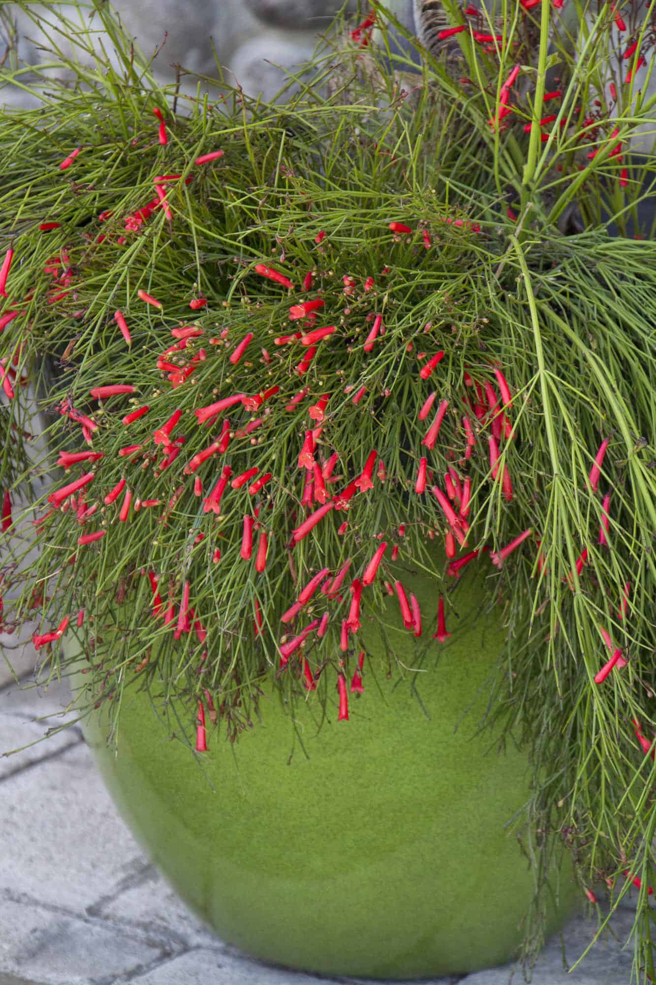 Firecracker Plant (Coral Fountain) / Firecracker Bush / Coral Fountain – Desert Horizon Nursery