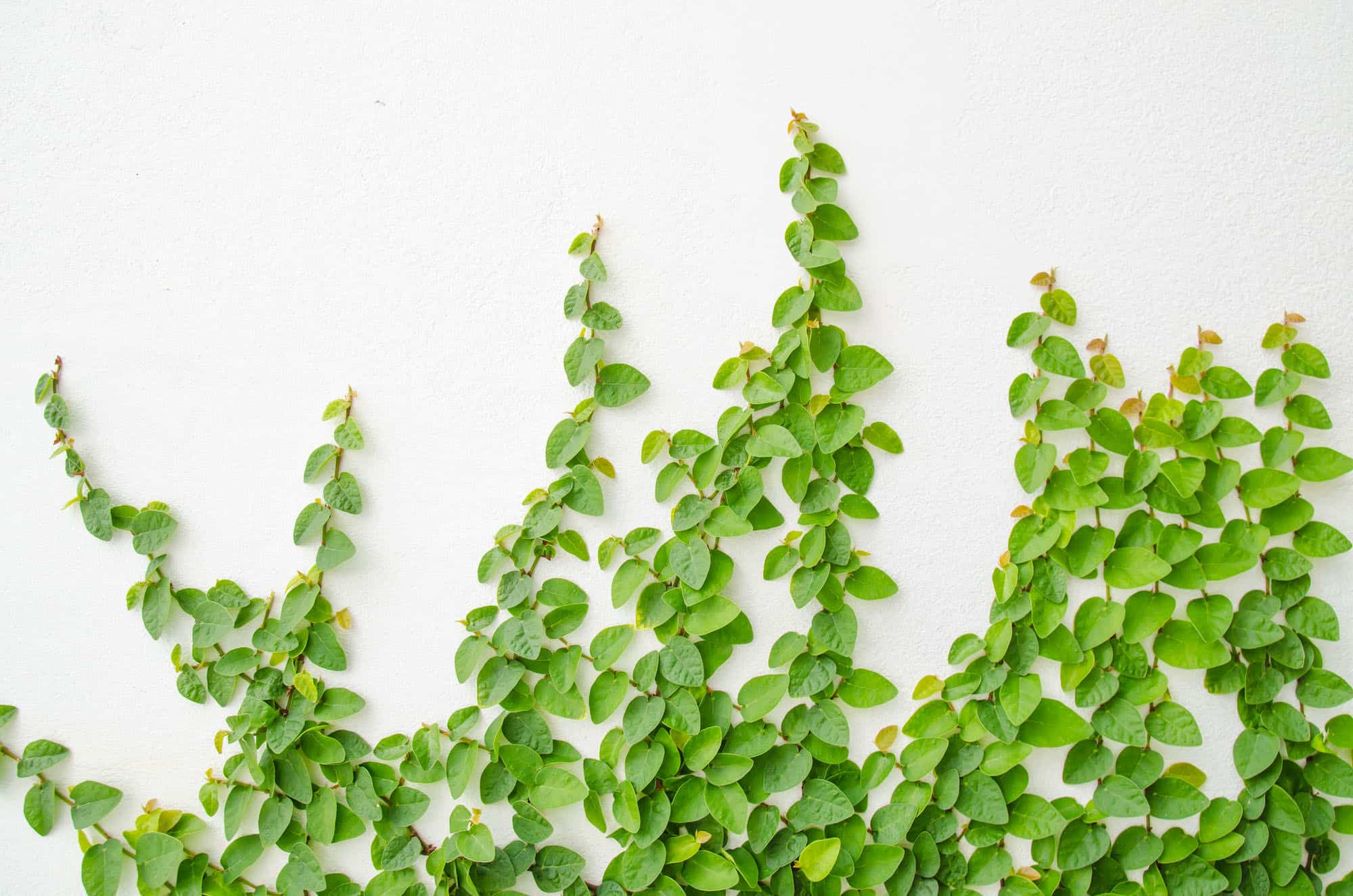 Creeping Fig Vine – Desert Horizon Nursery