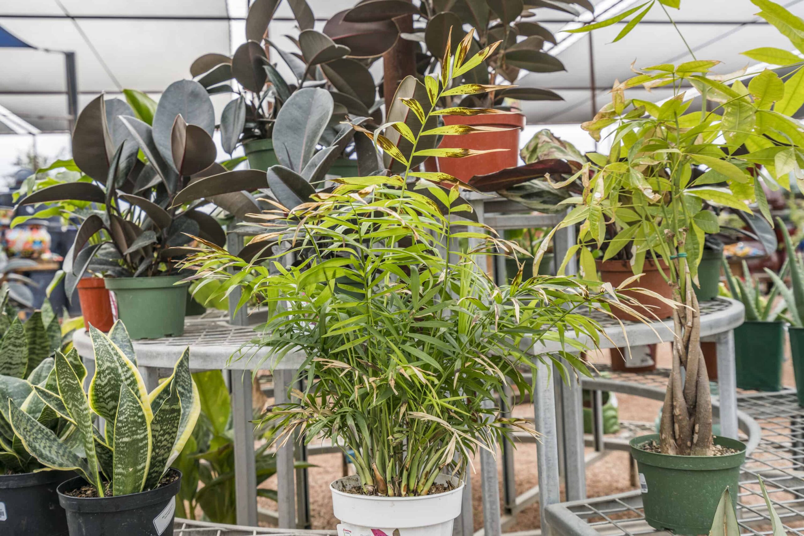 Chamaedorea Elegans Neanthe Bella Palm – Desert Horizon Nursery