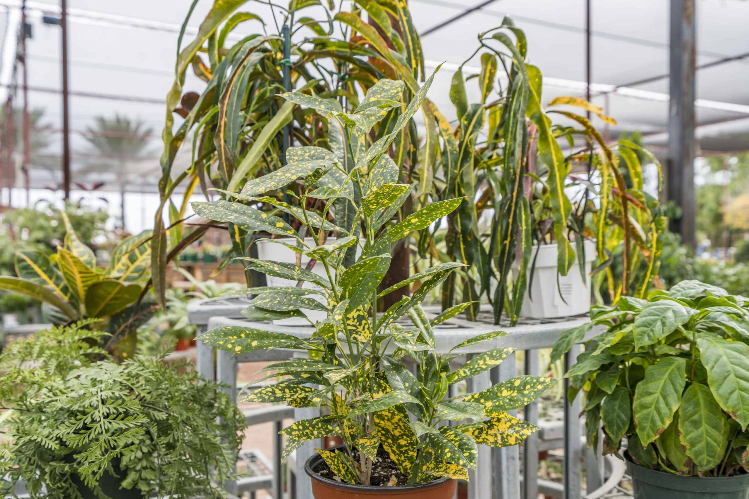 Codiaeum Variegatum Gold Dust – Desert Horizon Nursery