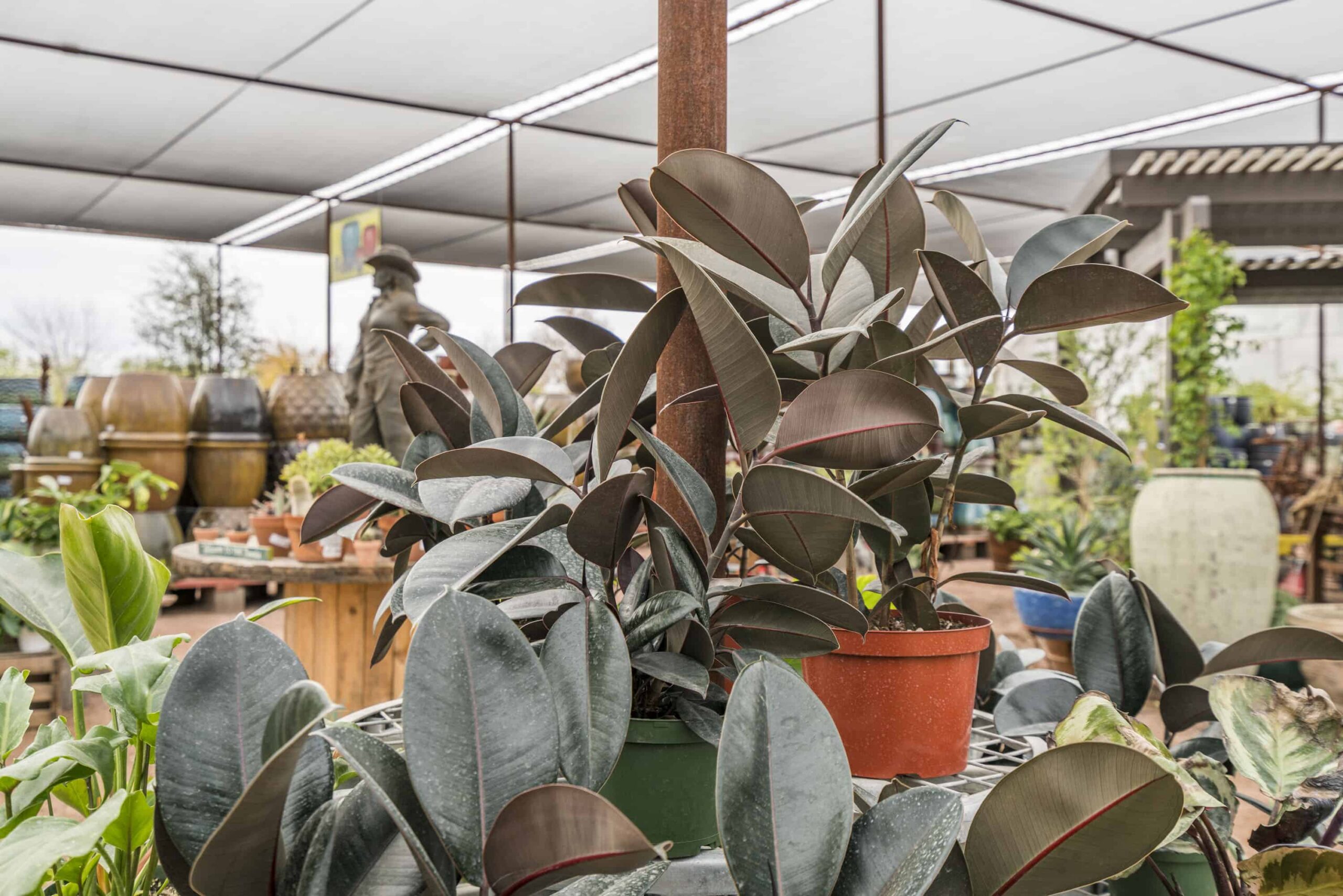 Burgundy Rubber Plant – Desert Horizon Nursery