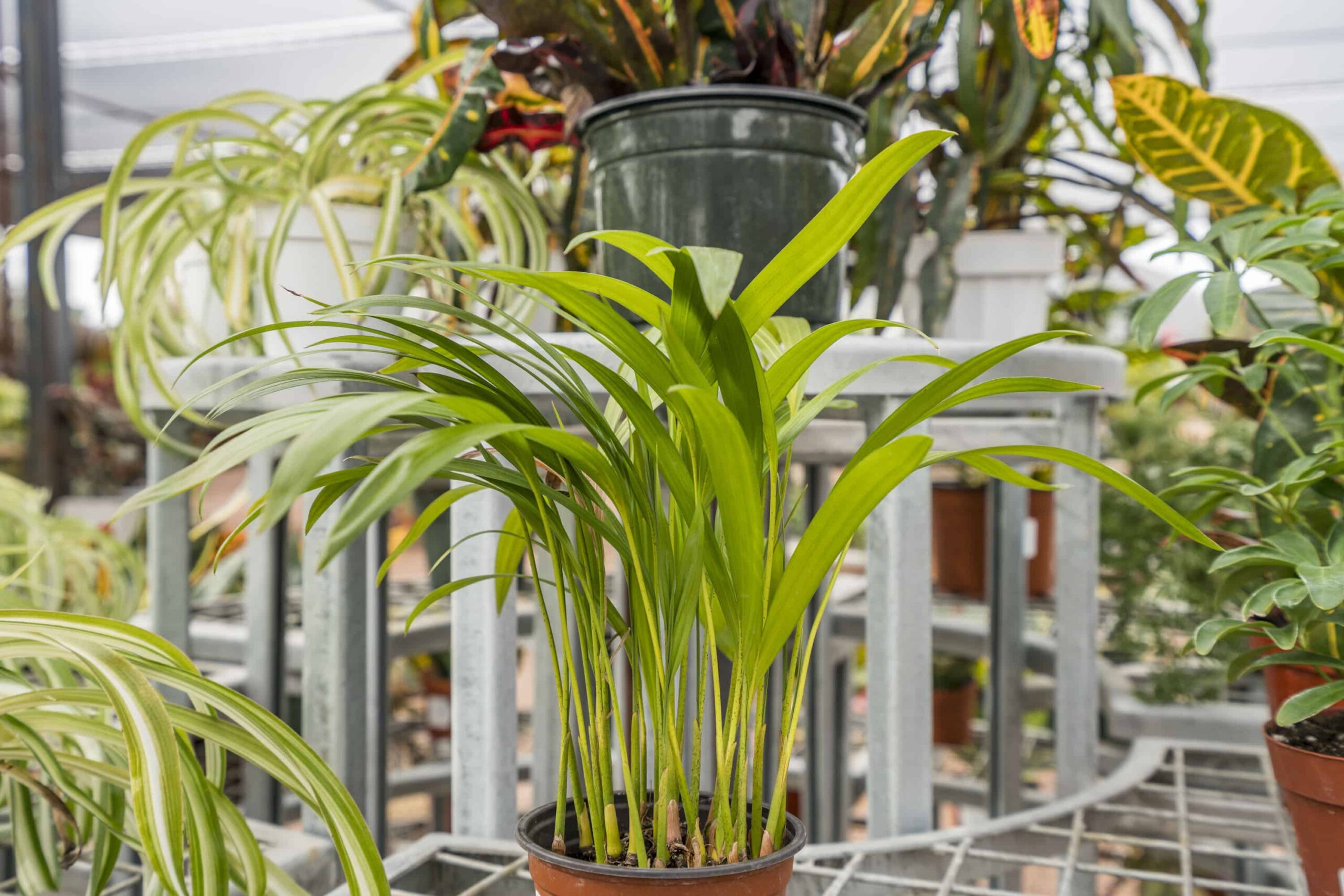 Foliage Combo – Desert Horizon Nursery