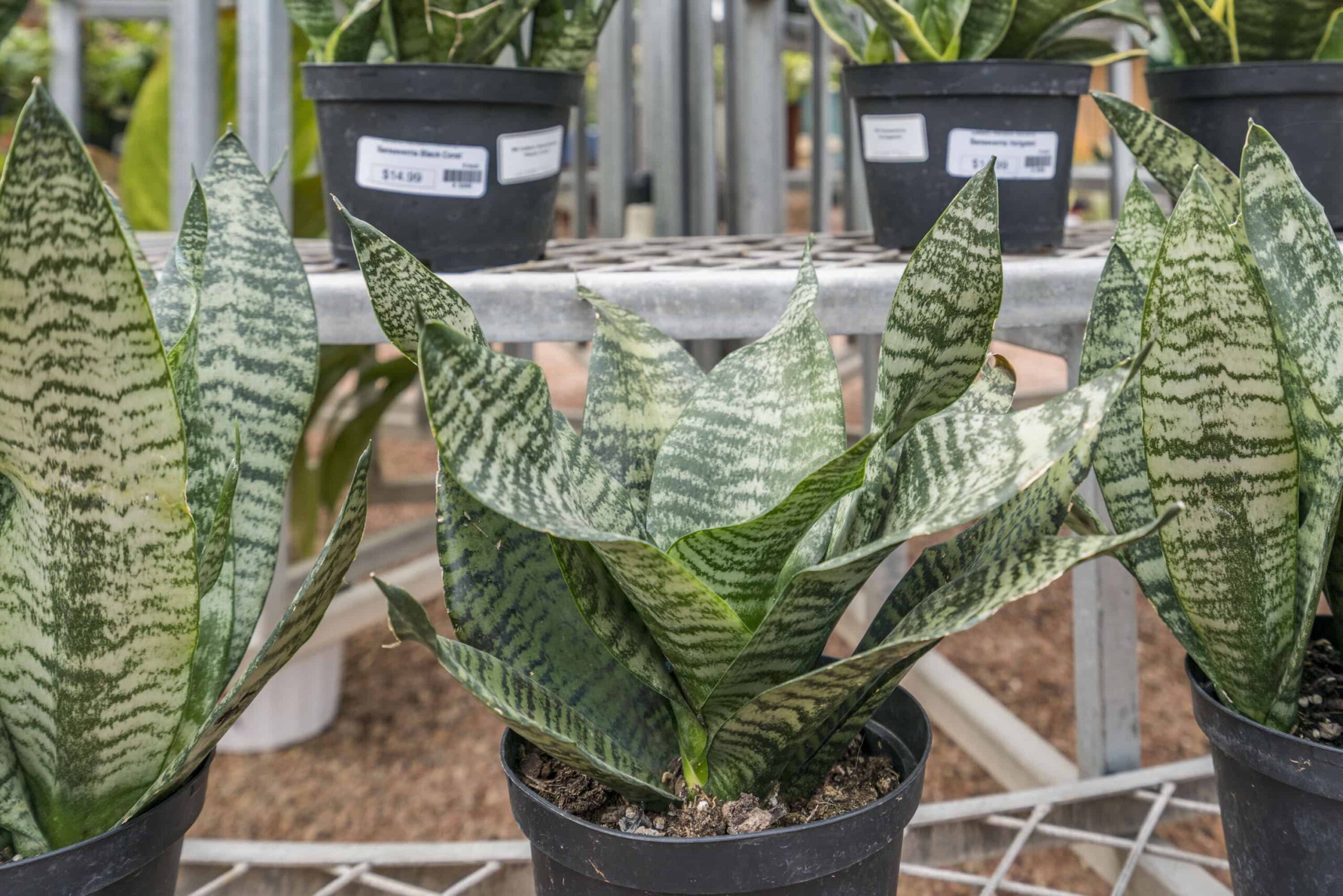 Black Coral Sansevieria – Desert Horizon Nursery