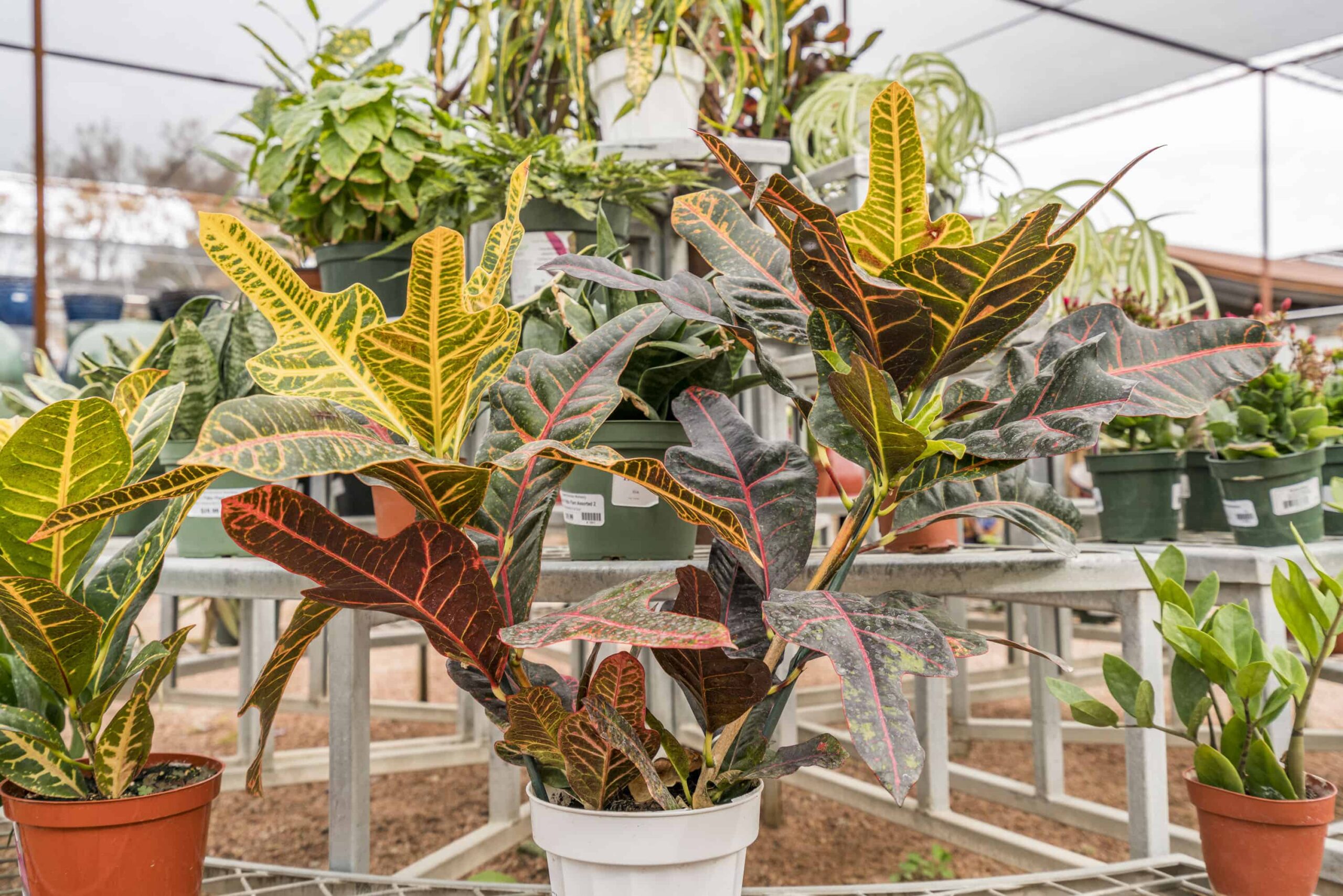 Oakleaf Croton – Desert Horizon Nursery