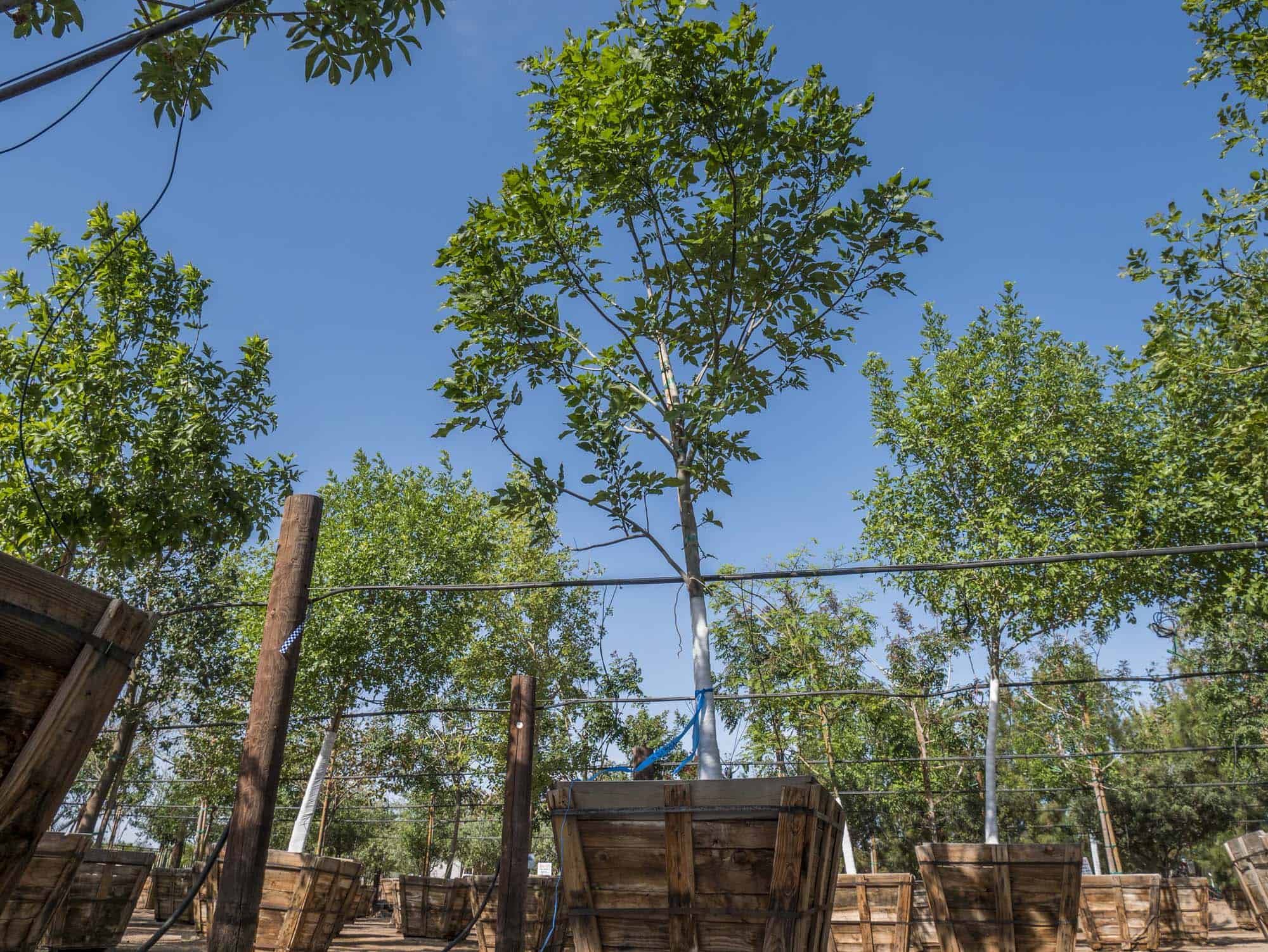 Fan West Ash – Desert Horizon Nursery