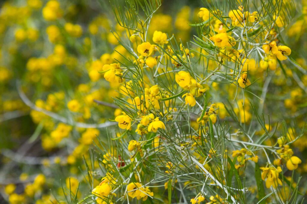 Feathery Cassia – Desert Horizon Nursery