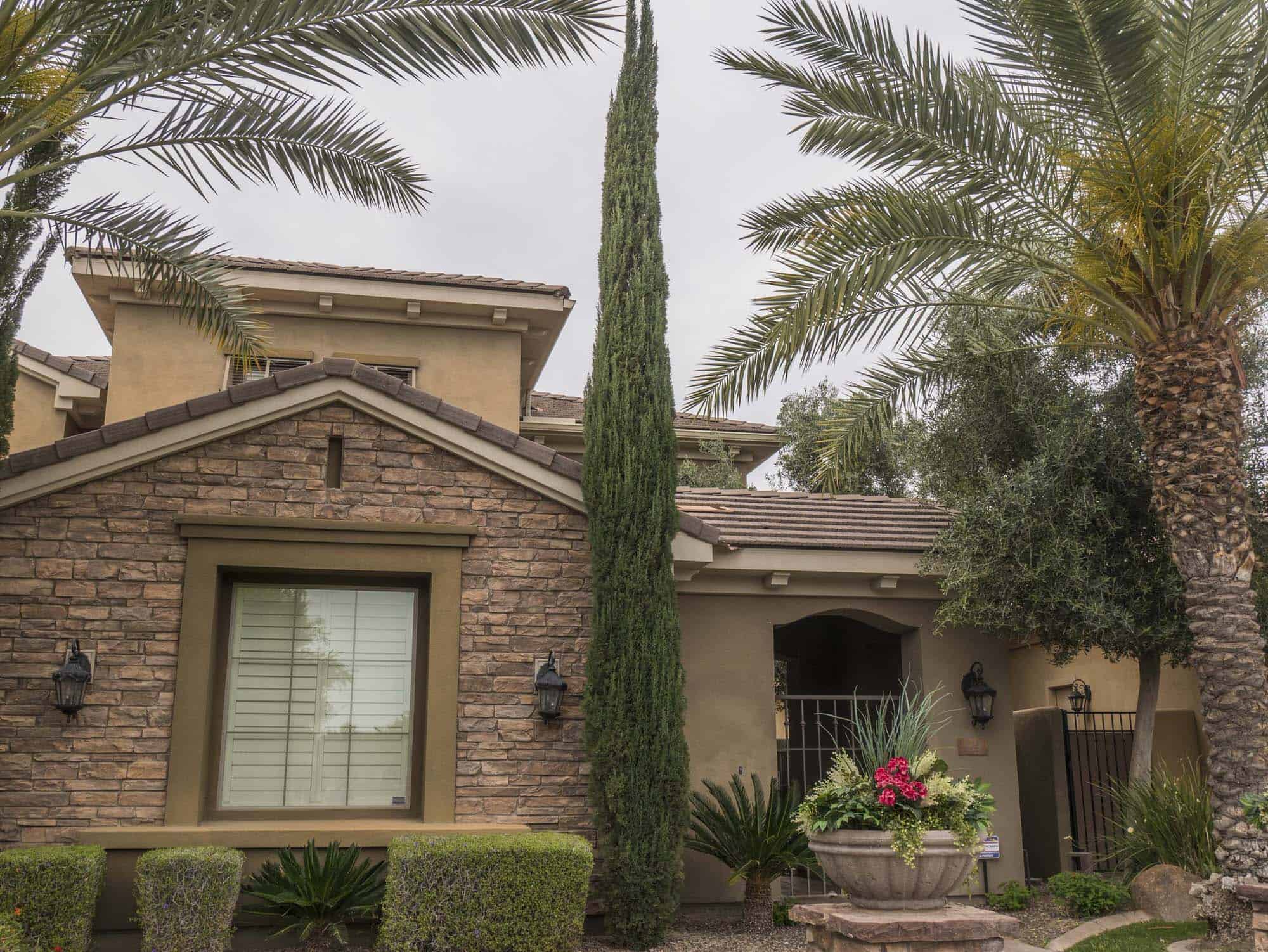Italian Cypress – Desert Horizon Nursery