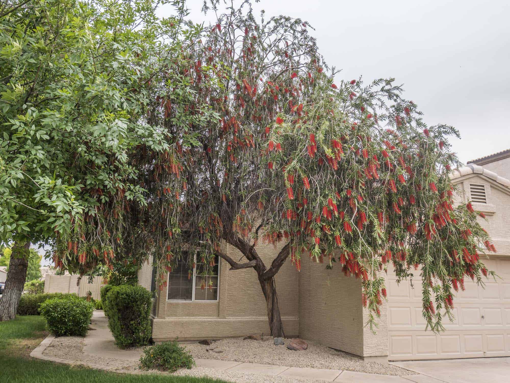 Lemon Bottlebrush – Desert Horizon Nursery
