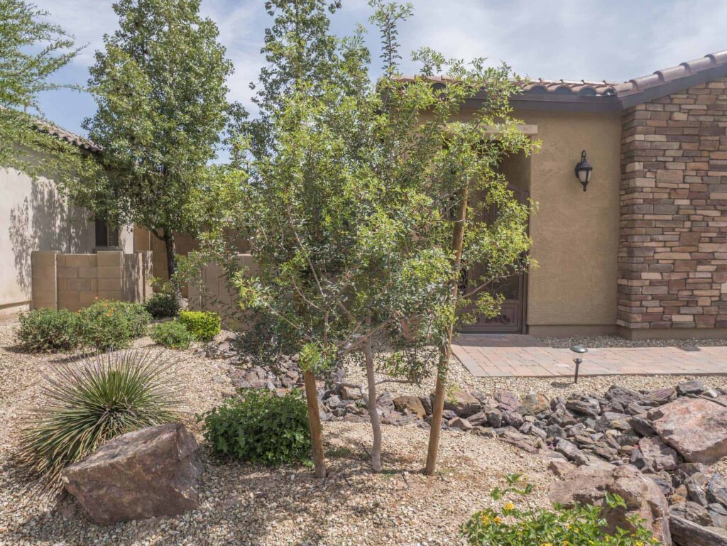 Mastic Tree – Desert Horizon Nursery