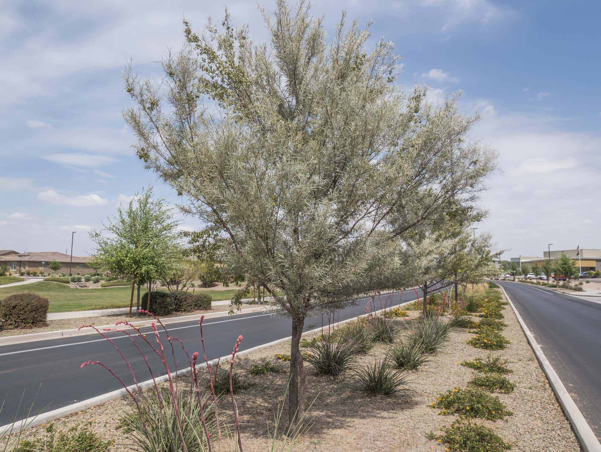 Mulga – Desert Horizon Nursery
