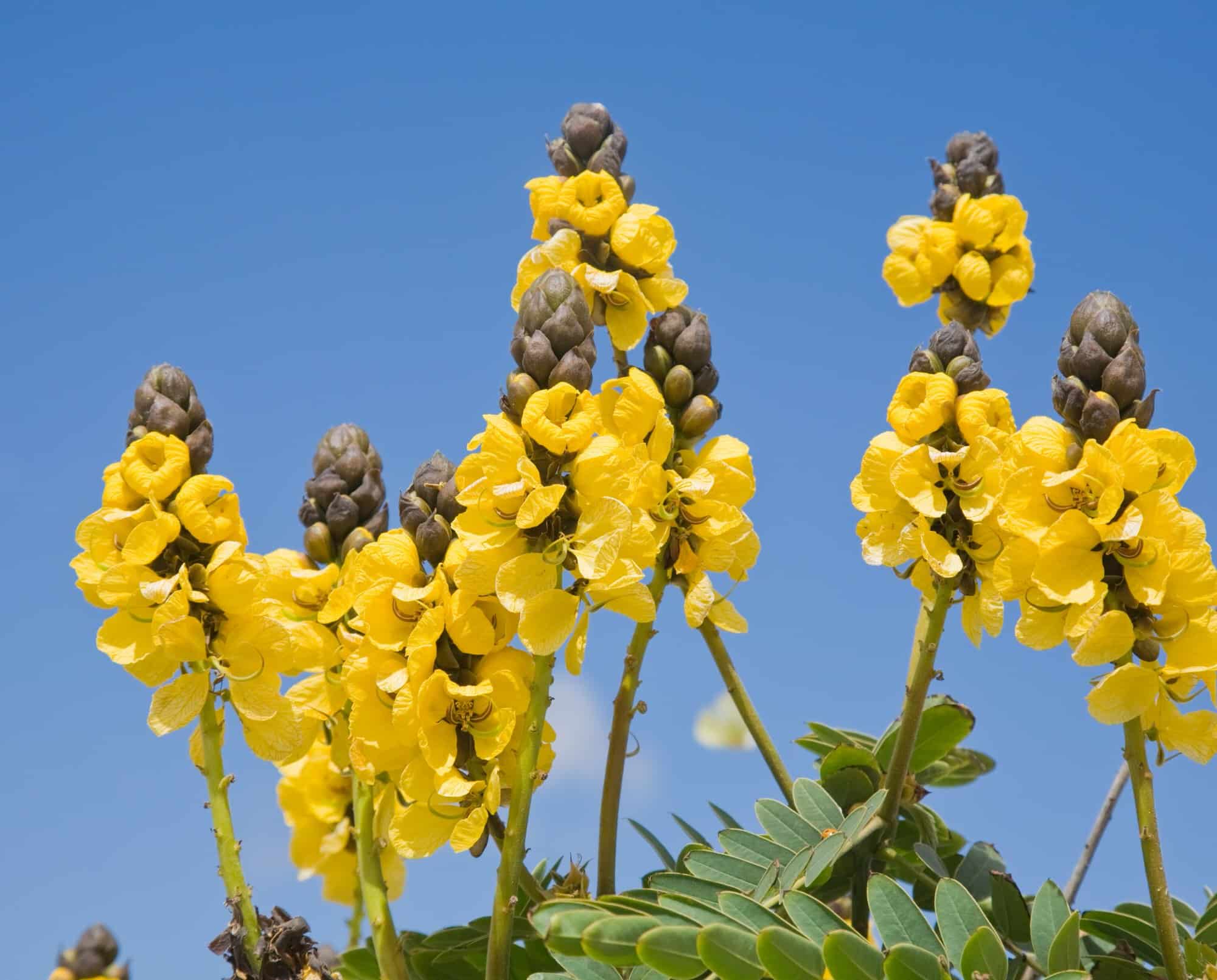 Popcorn Cassia – Desert Horizon Nursery