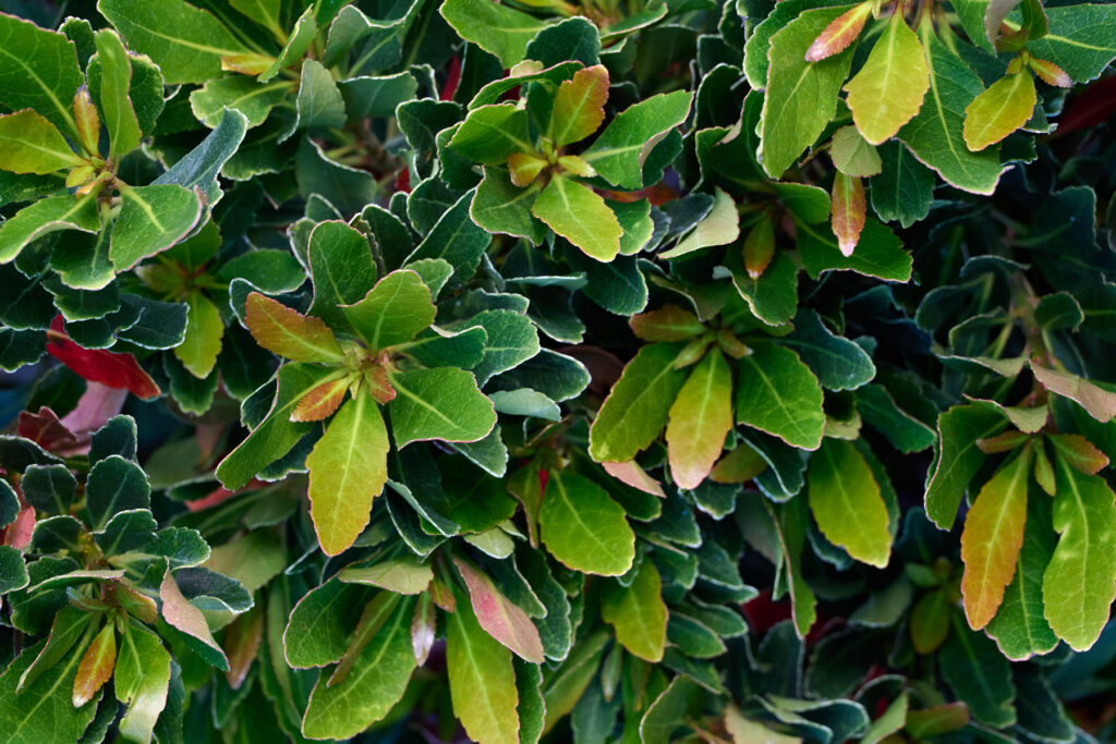 Japanese Blueberry – Desert Horizon Nursery