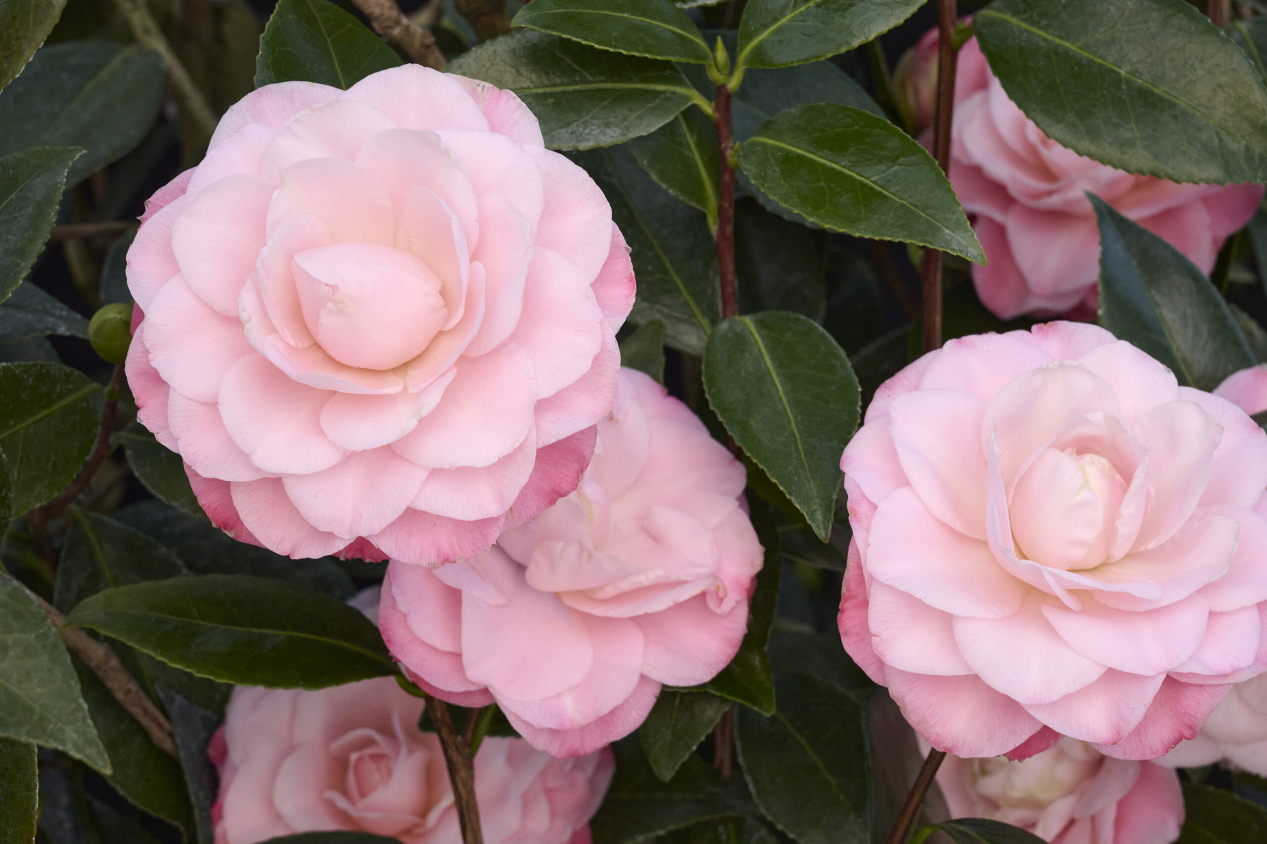CAM JAP NUCCIO'S PEARL – Desert Horizon Nursery