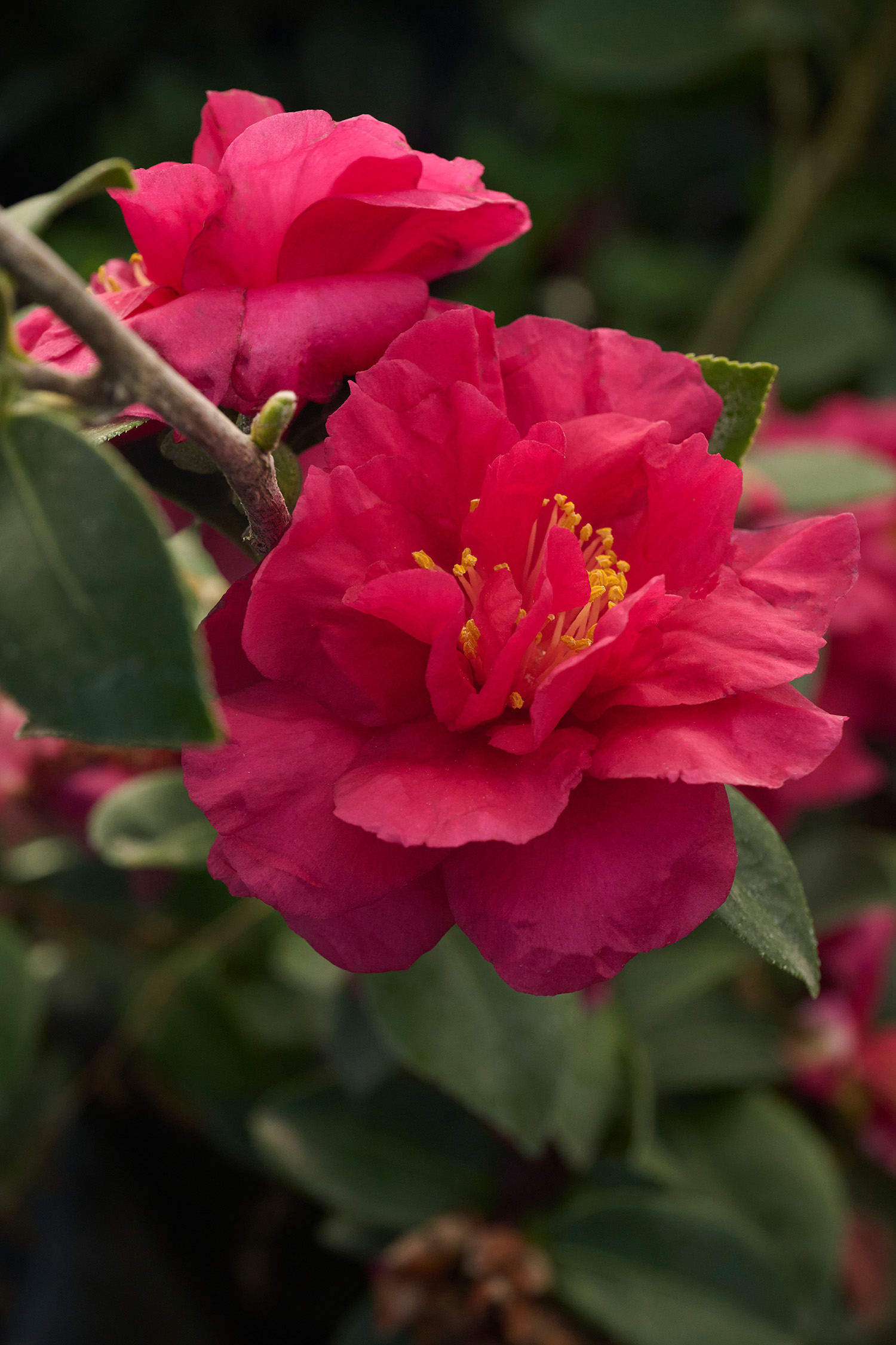 Camellia 'Bonanza' – Desert Horizon Nursery