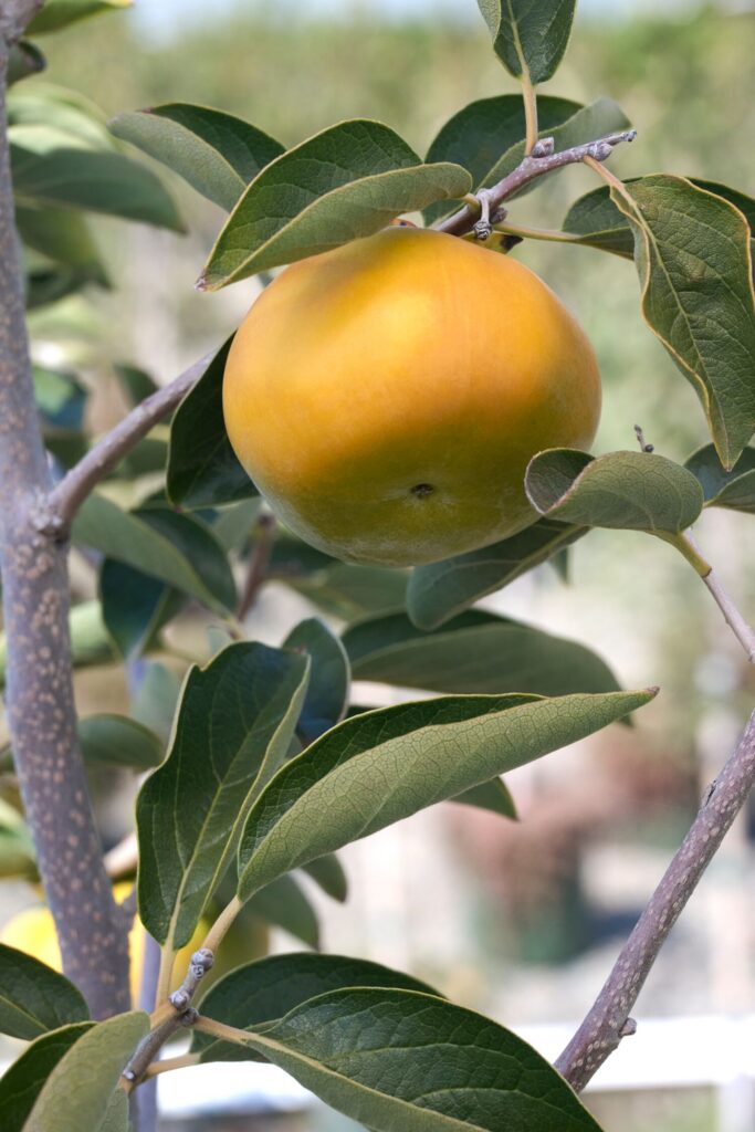 Persimmon 'Fuyu' – Desert Horizon Nursery