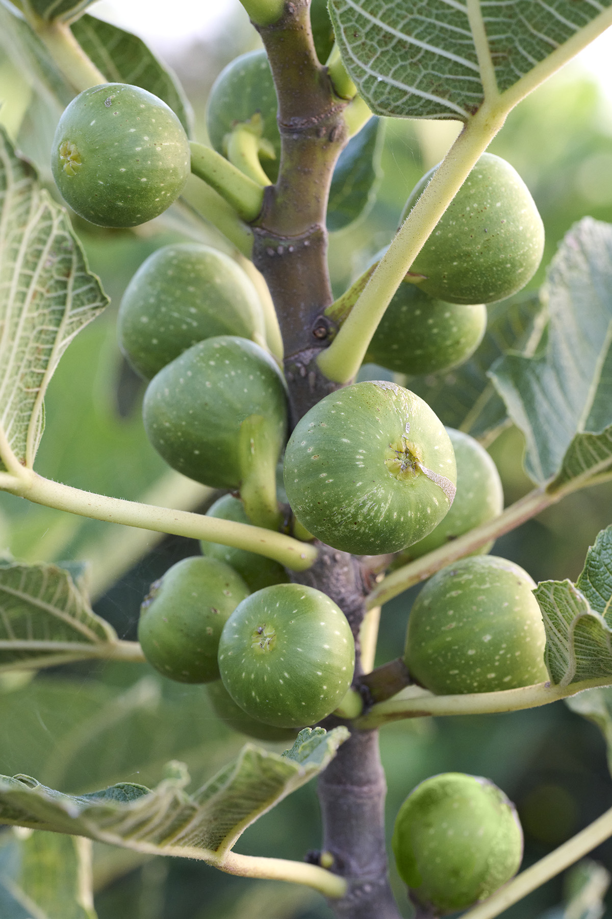 Peters Honey Fig – Desert Horizon Nursery