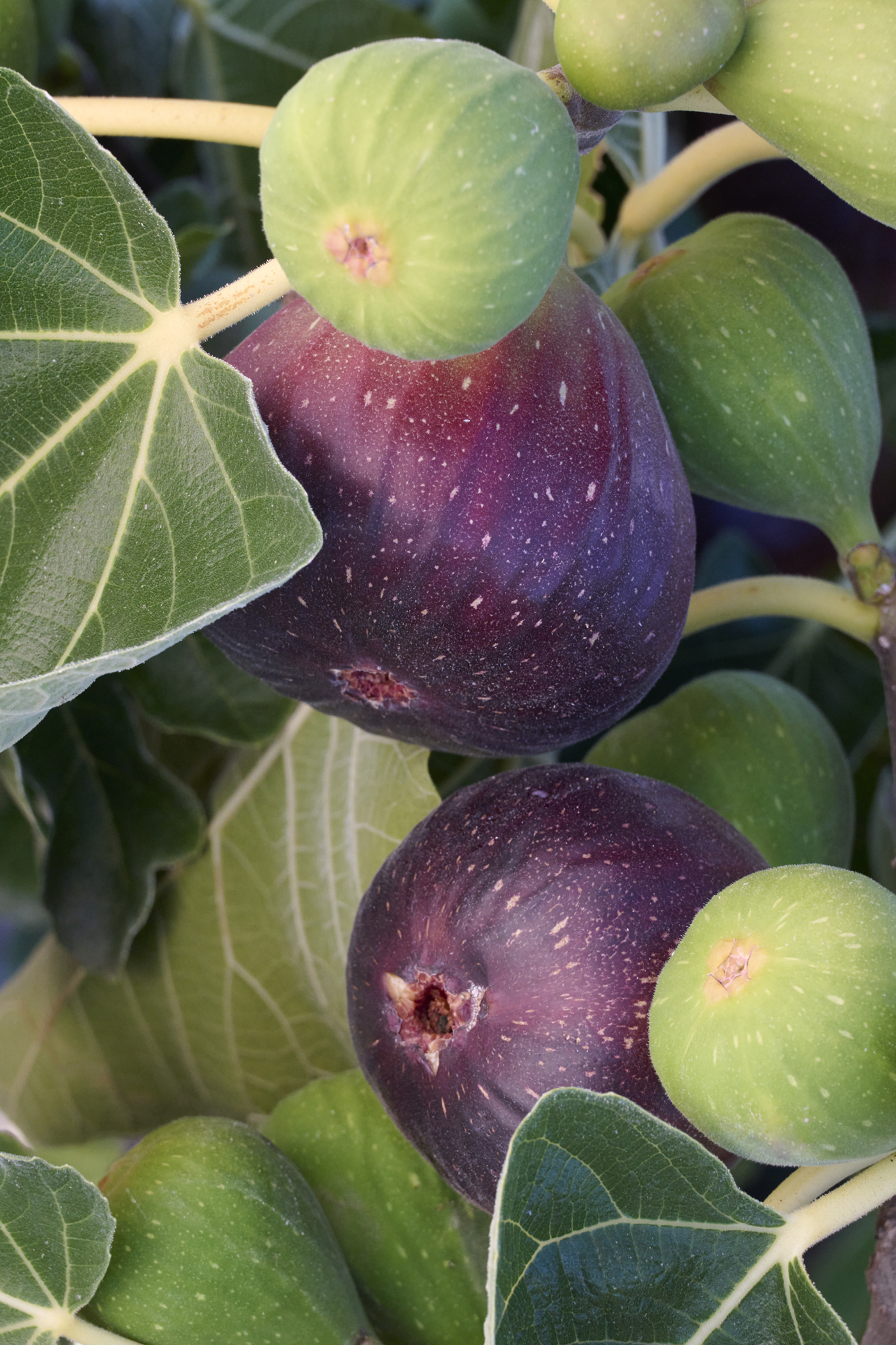 Brown Turkey Fig – Desert Horizon Nursery