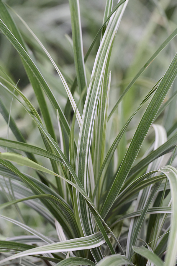 Liriope Spicata Silver Dragon – Desert Horizon Nursery
