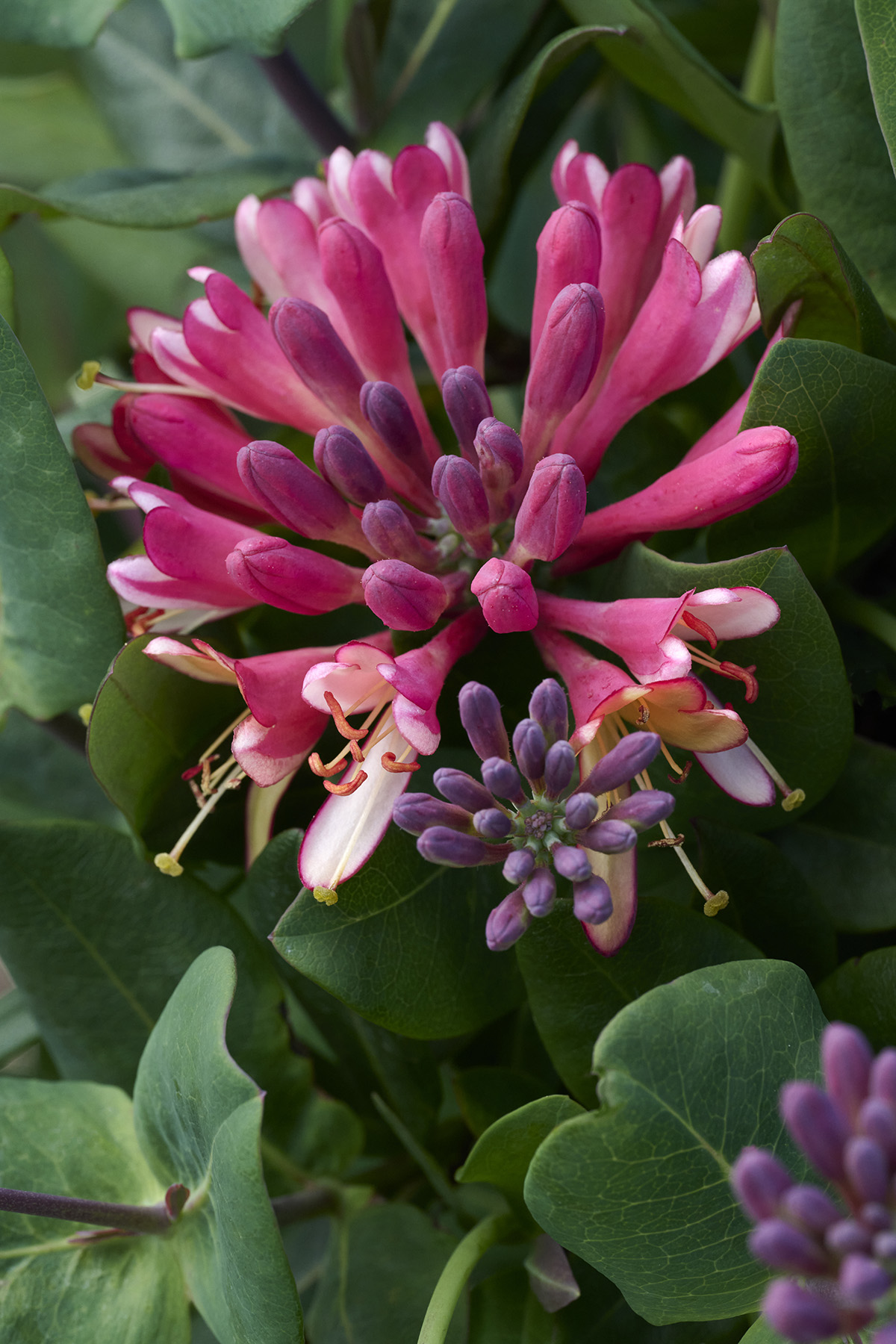 Flame Honeysuckle – Desert Horizon Nursery