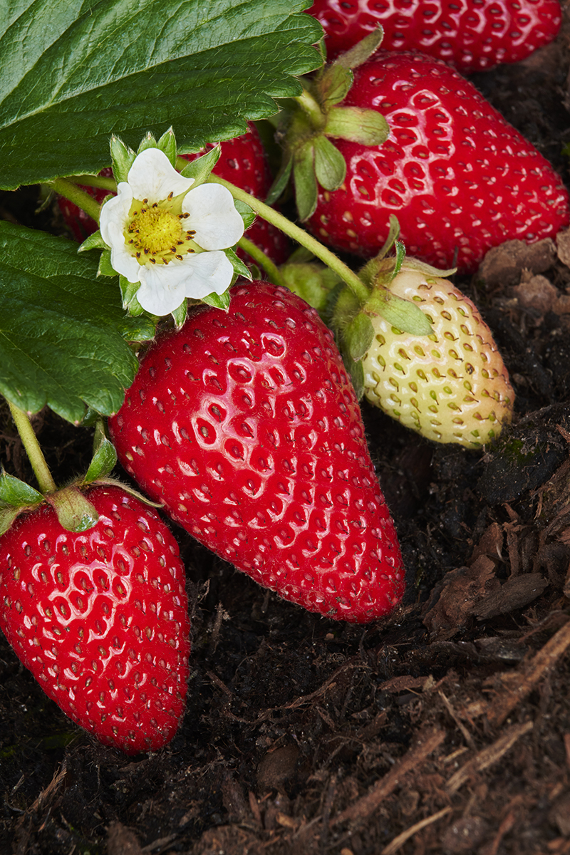 Strawberry – Desert Horizon Nursery