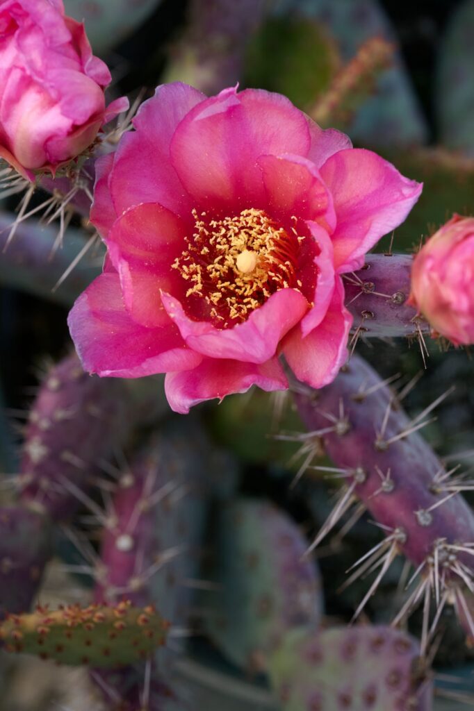 Prickly Pear Baby Rita – Desert Horizon Nursery