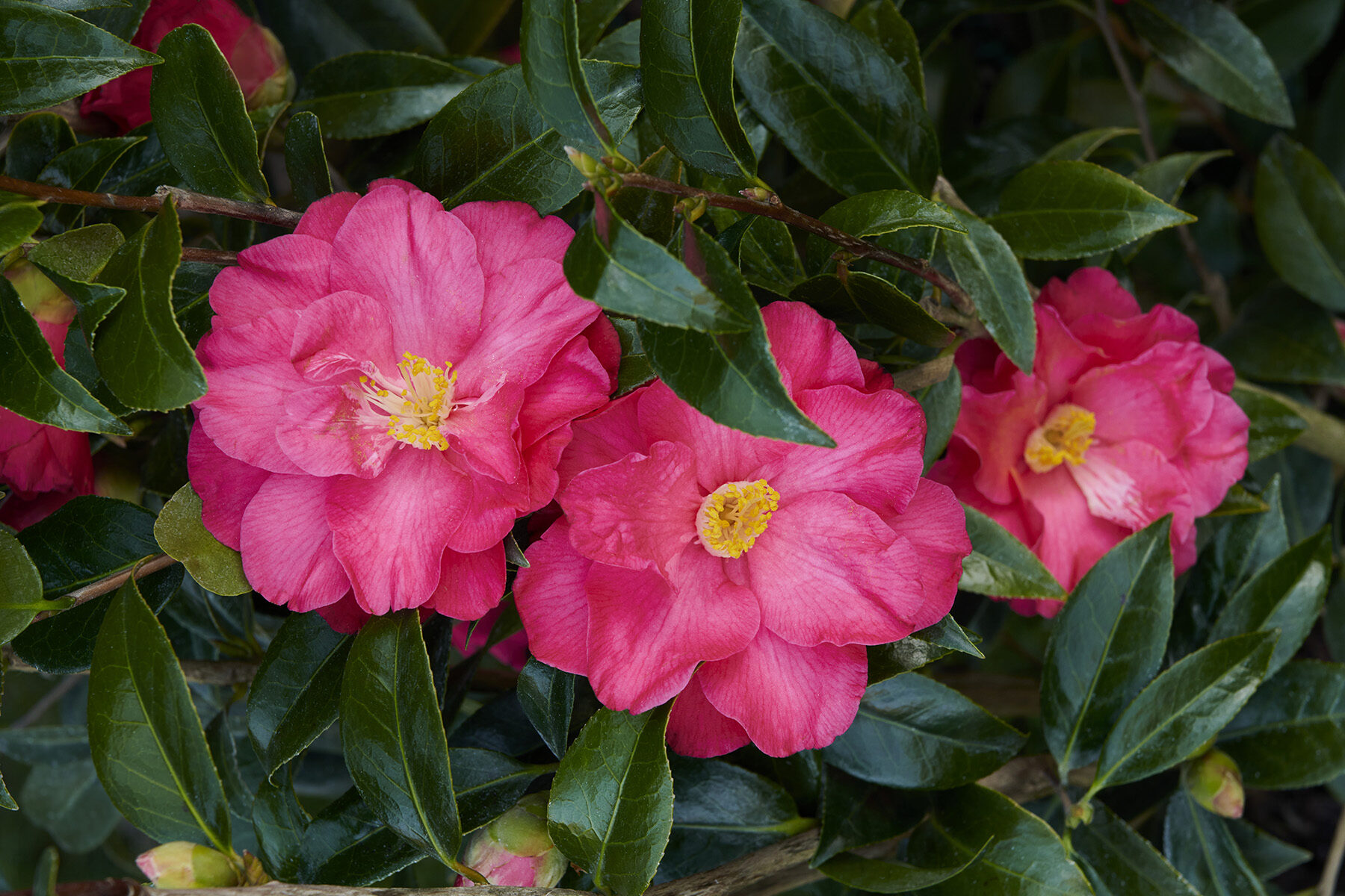 Cam X Coral Delight – Desert Horizon Nursery