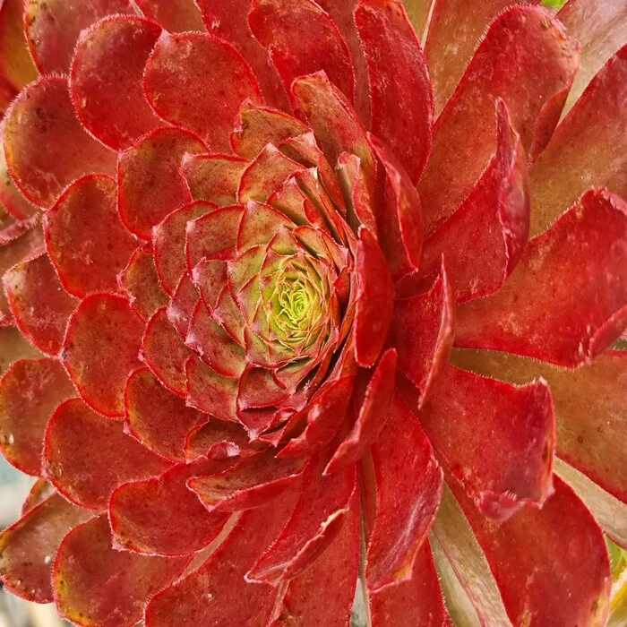 Semponium 'Sienna' – Desert Horizon Nursery
