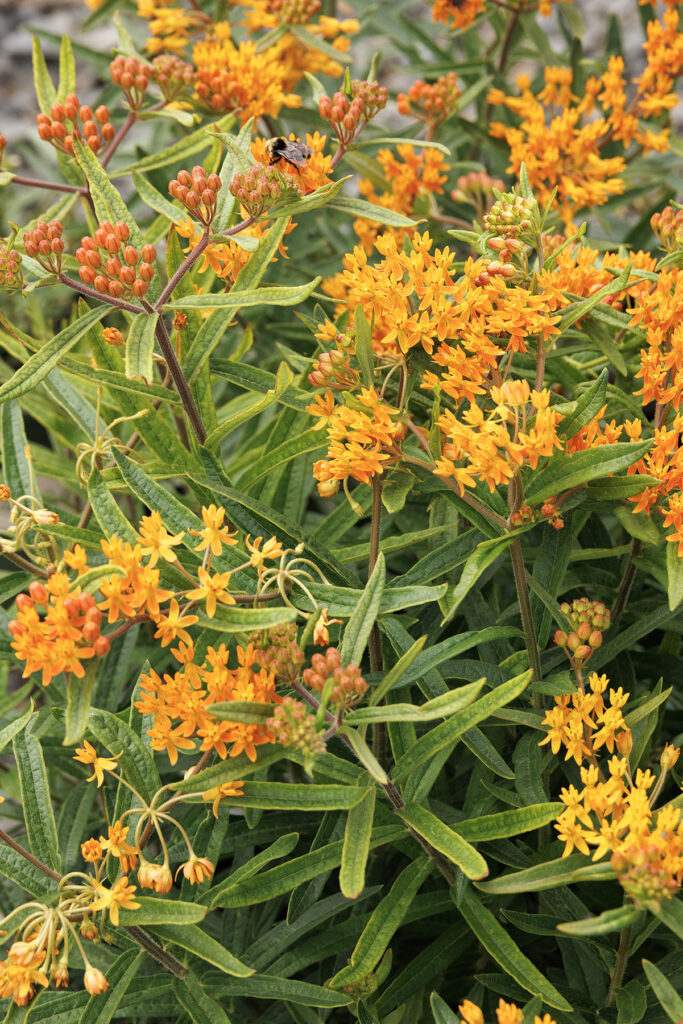 Butterfly Magic Milkweed – Desert Horizon Nursery
