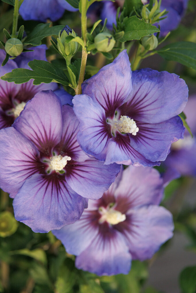 Rose of Sharon Hibiscus – Desert Horizon Nursery