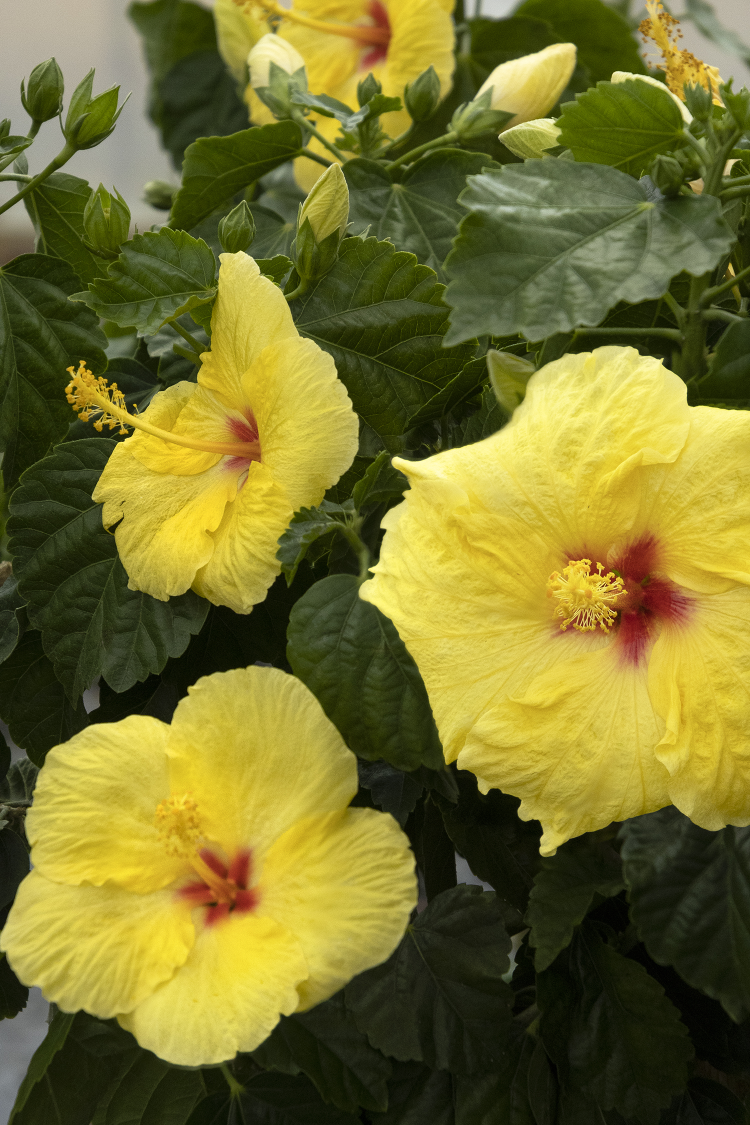 Hibiscus Hula Girl – Desert Horizon Nursery