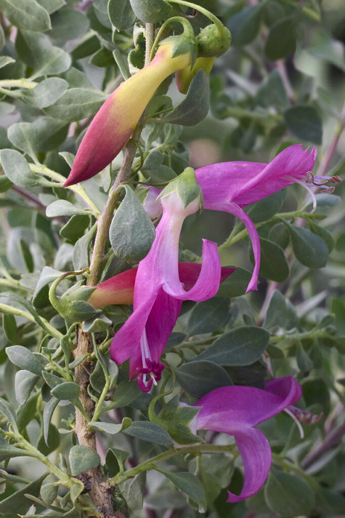 Valentine Emu Bush – Desert Horizon Nursery