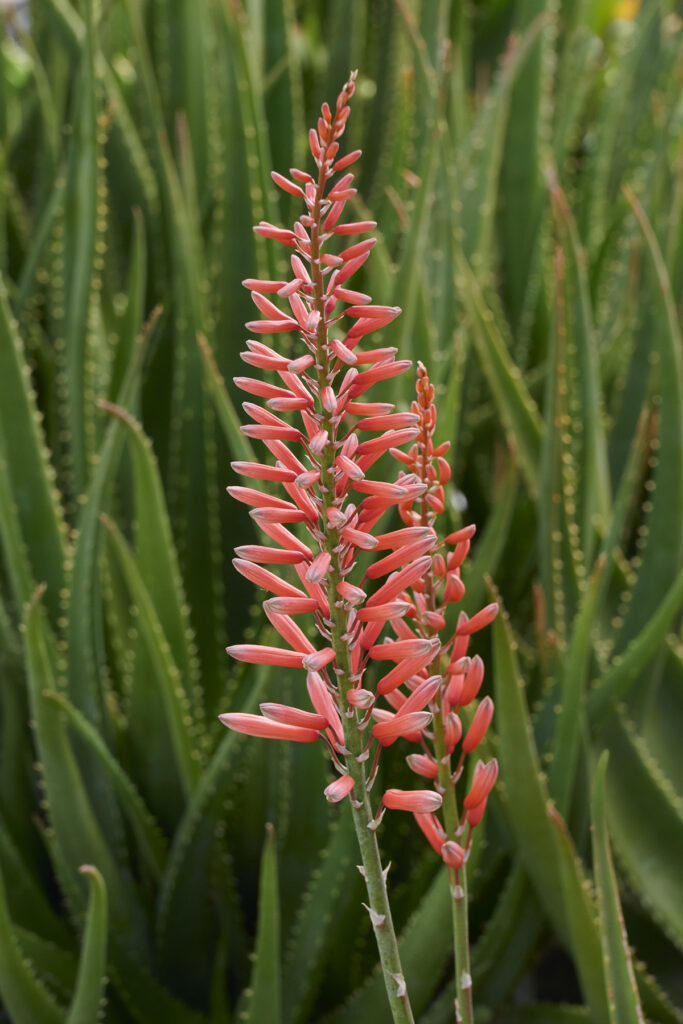 Aloe 'Safari Rose' – Desert Horizon Nursery