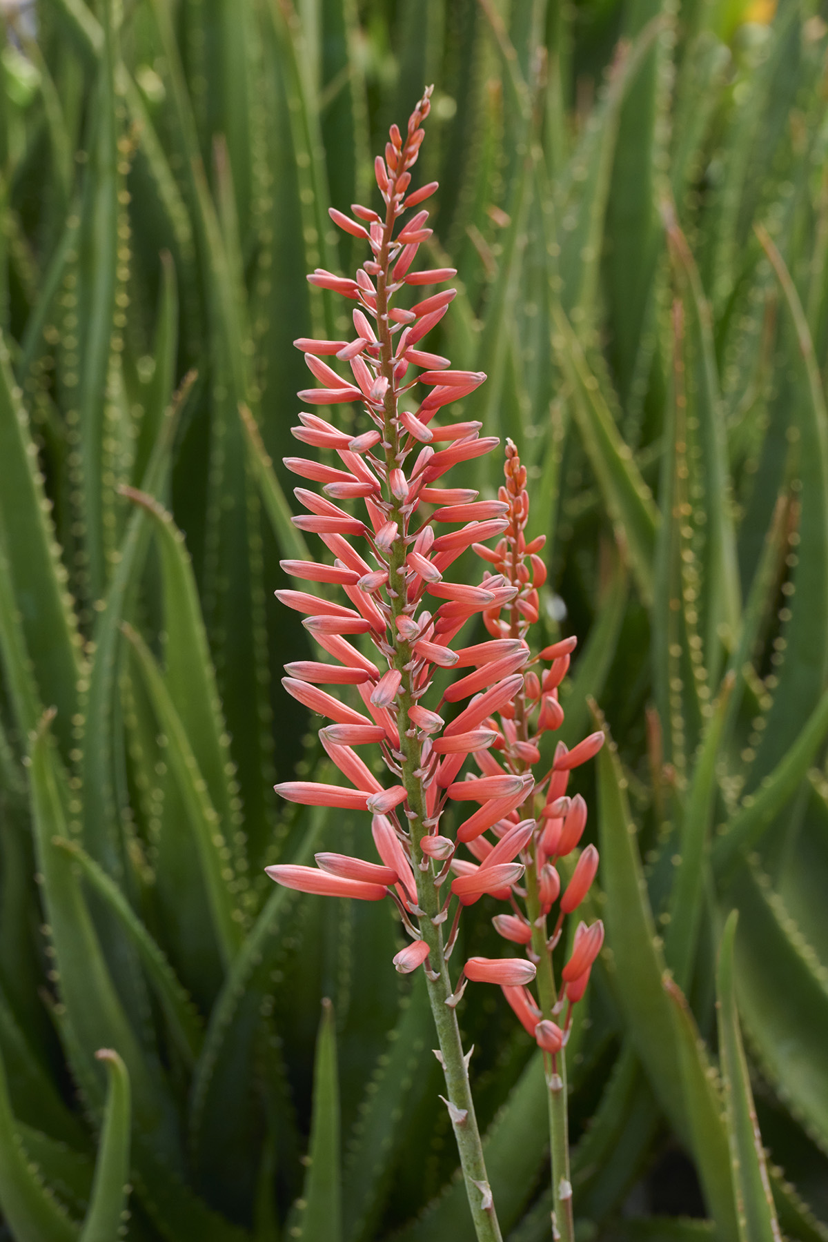 Aloe 'Safari Rose' – Desert Horizon Nursery
