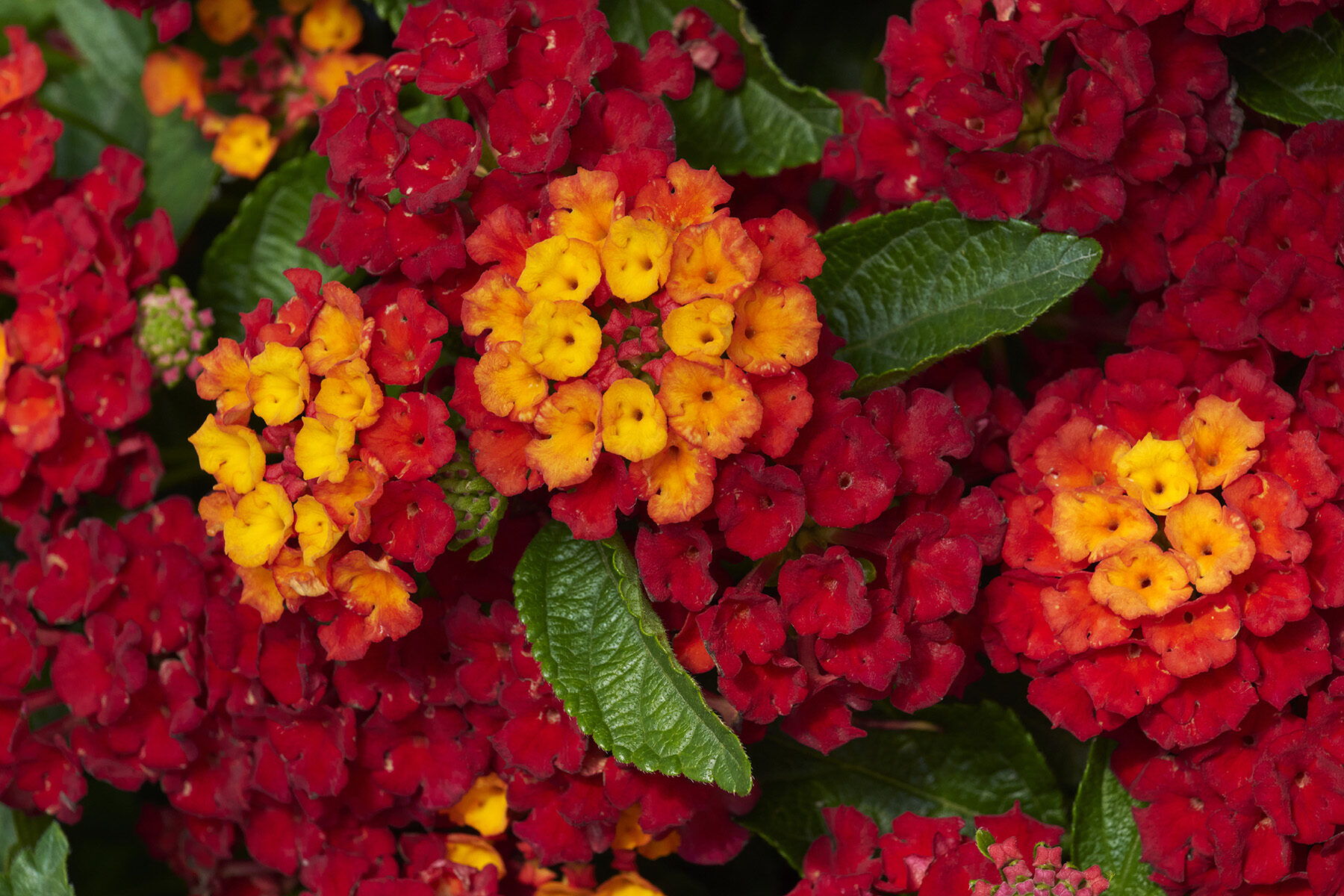 Lantana Hot Blooded – Desert Horizon Nursery