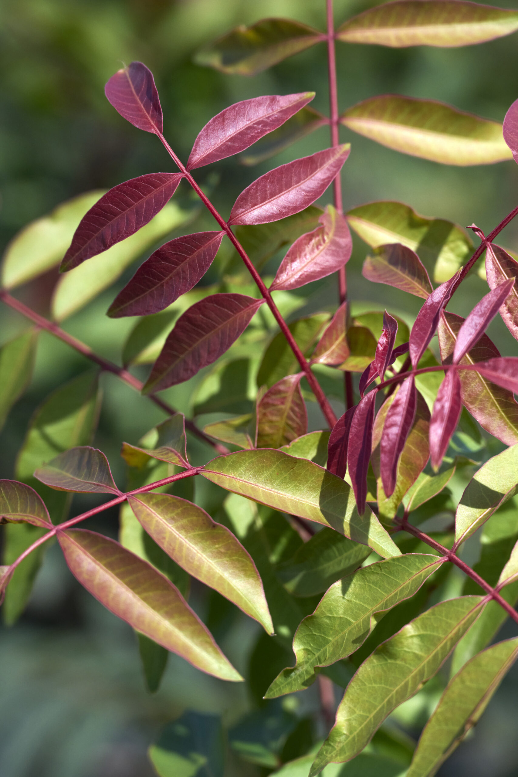 Red Push – Desert Horizon Nursery