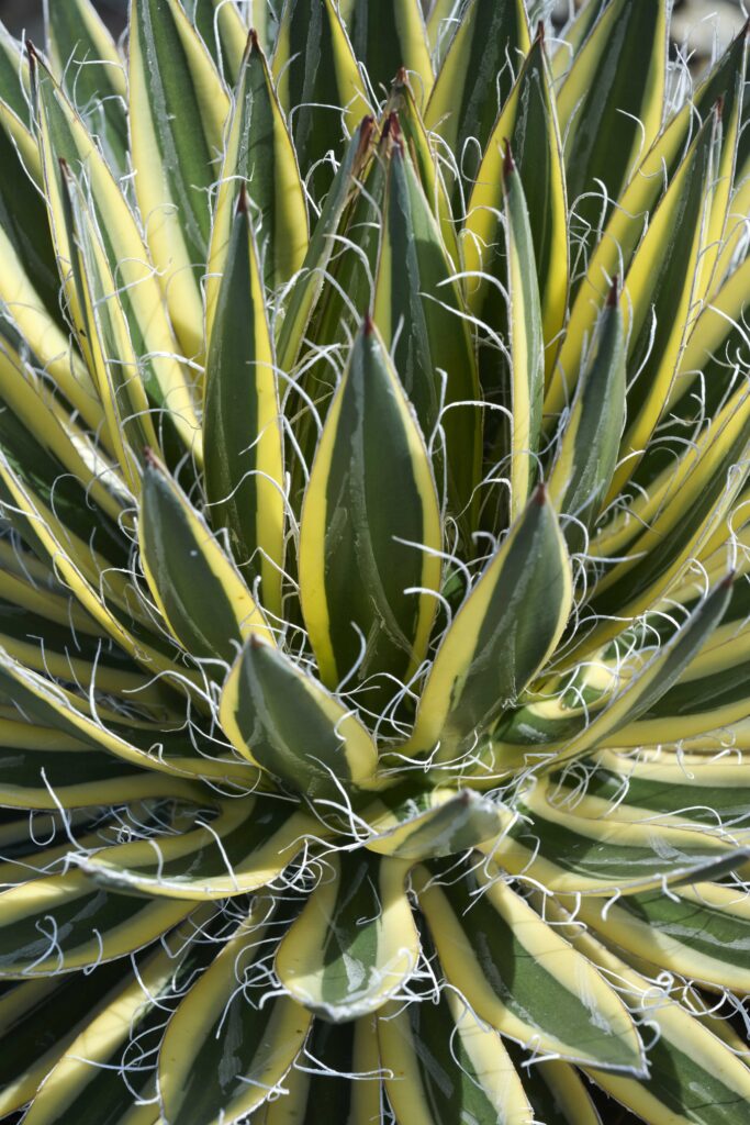 Agave Sch Royal Flush – Desert Horizon Nursery