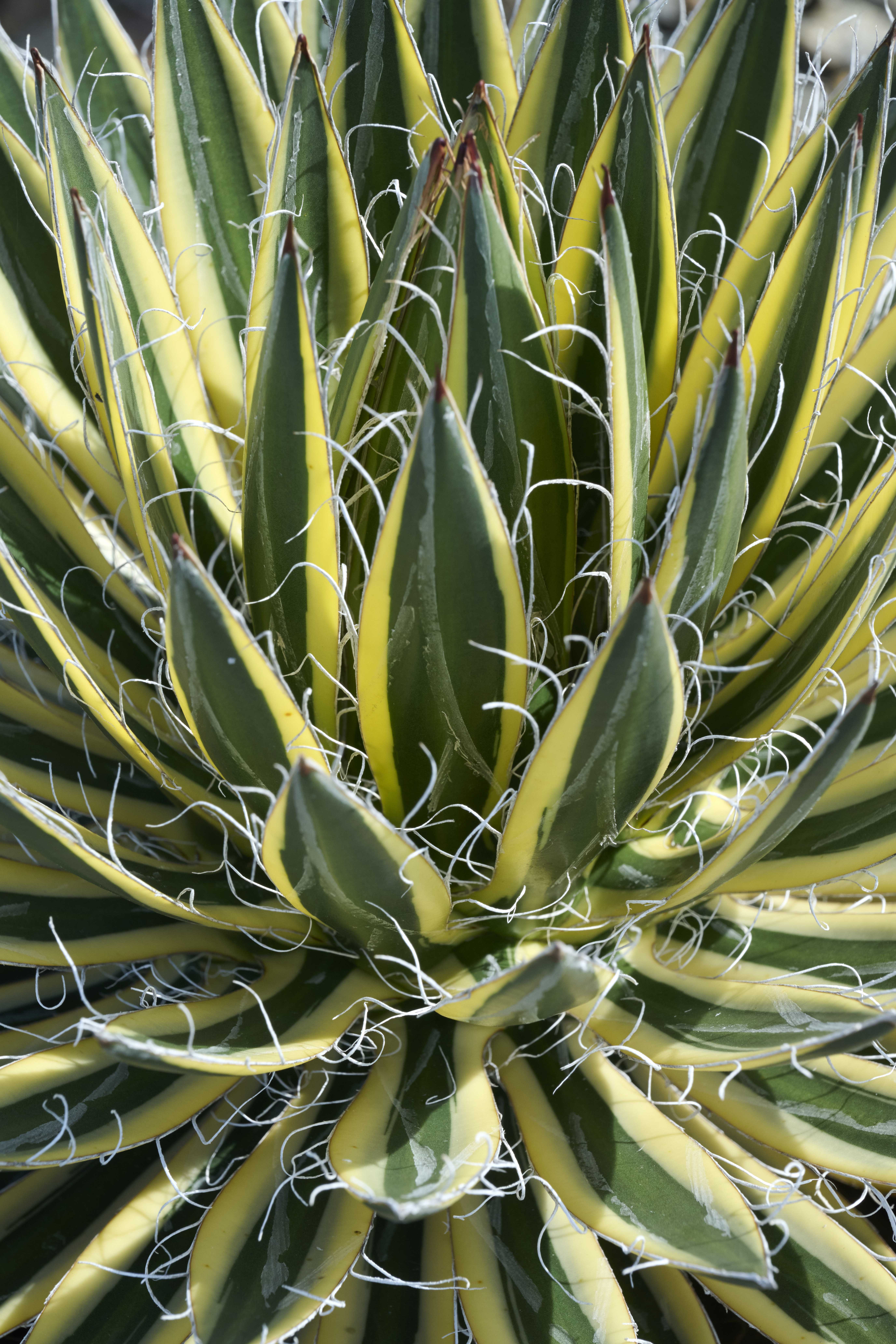 Agave Sch Royal Flush – Desert Horizon Nursery