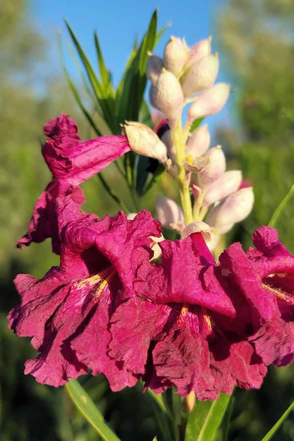 Sweet Bubba Desert Willow – Desert Horizon Nursery