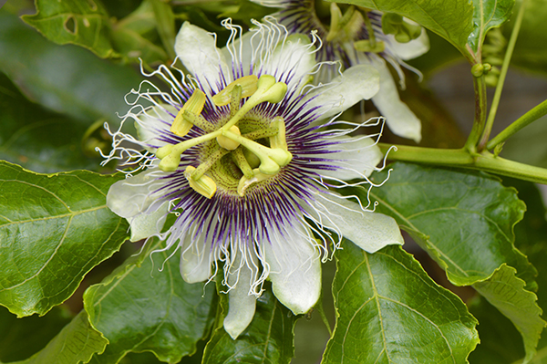 Passion Fruit 'Possum Purple' – Desert Horizon Nursery
