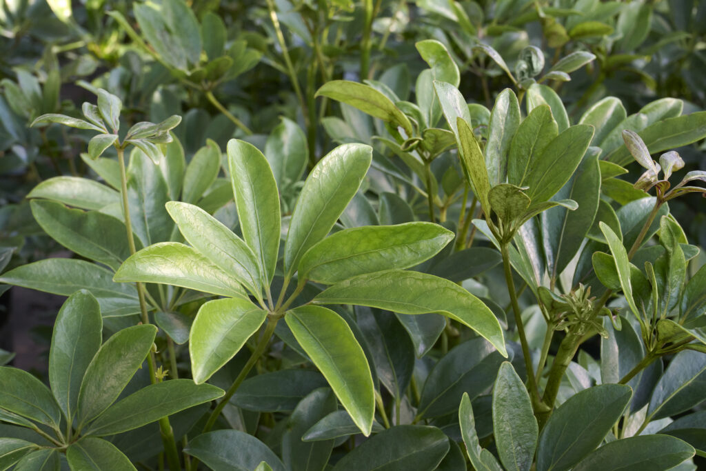 Umbrella Plant – Desert Horizon Nursery