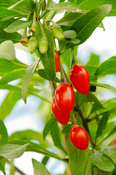Goji Berry – Desert Horizon Nursery