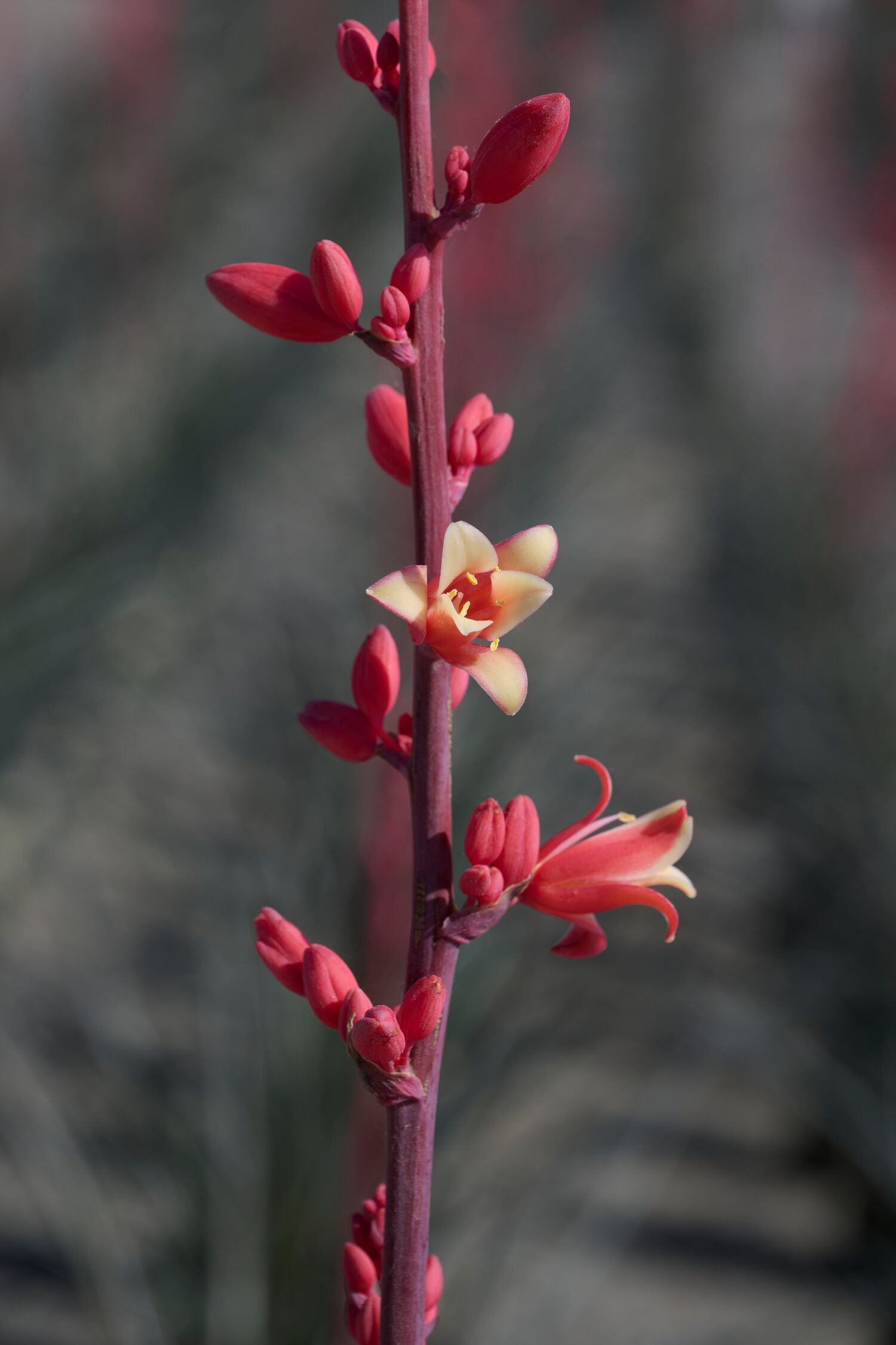 Little Giant Hesperaloe – Desert Horizon Nursery