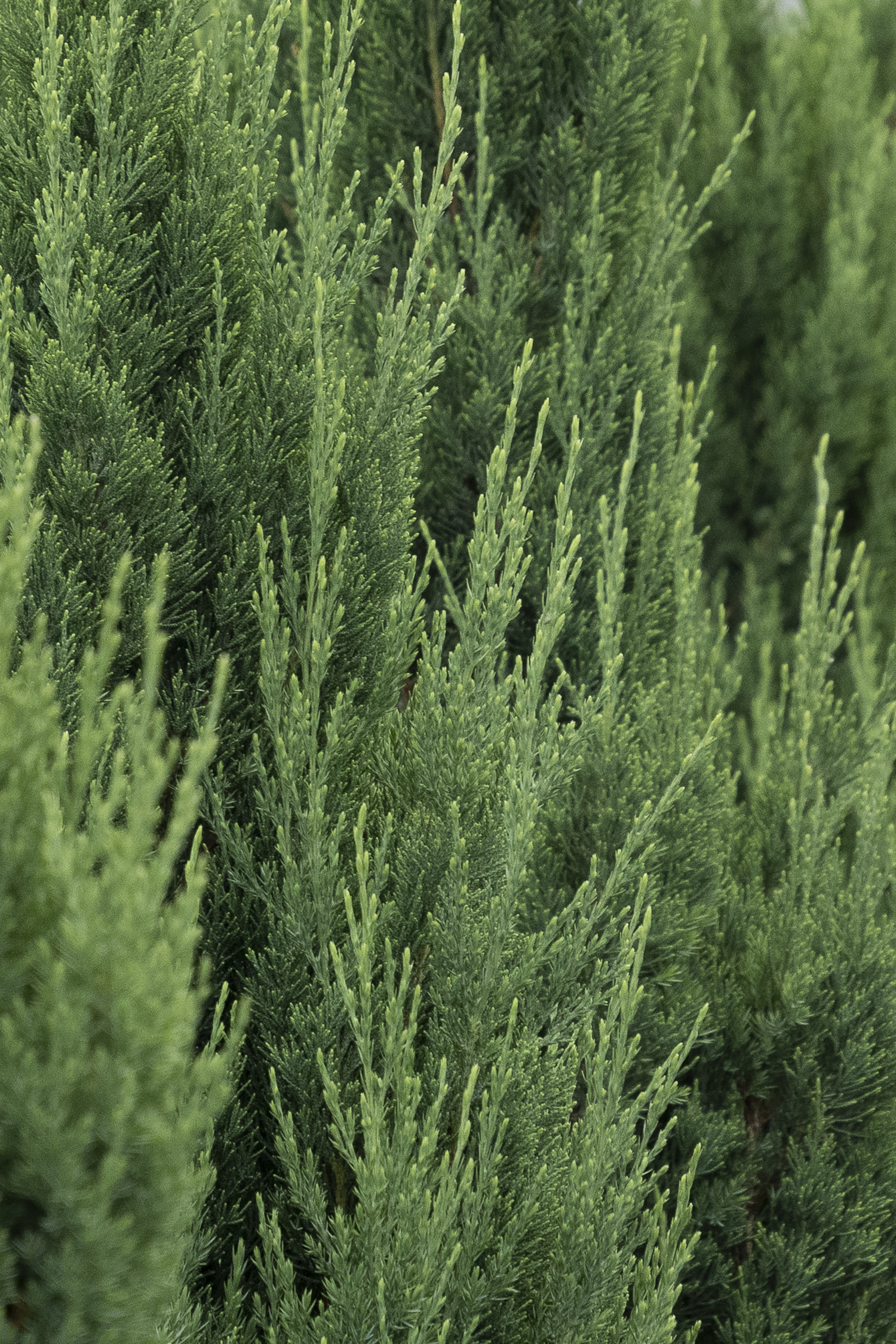 Spiral Blue Point Juniper – Desert Horizon Nursery