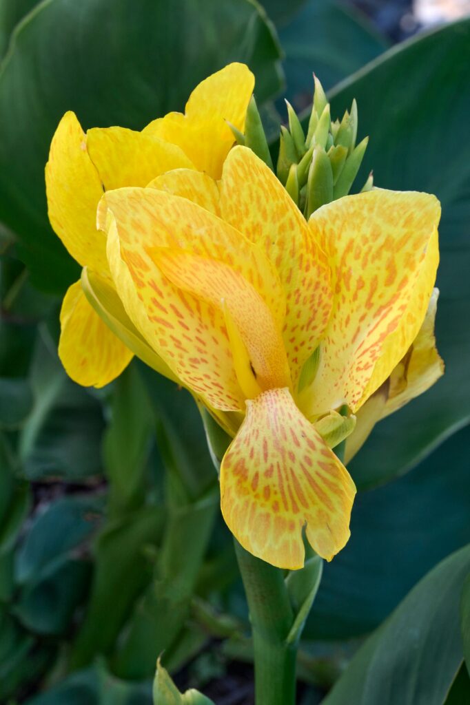 Canna South Pacific Yellow – Desert Horizon Nursery