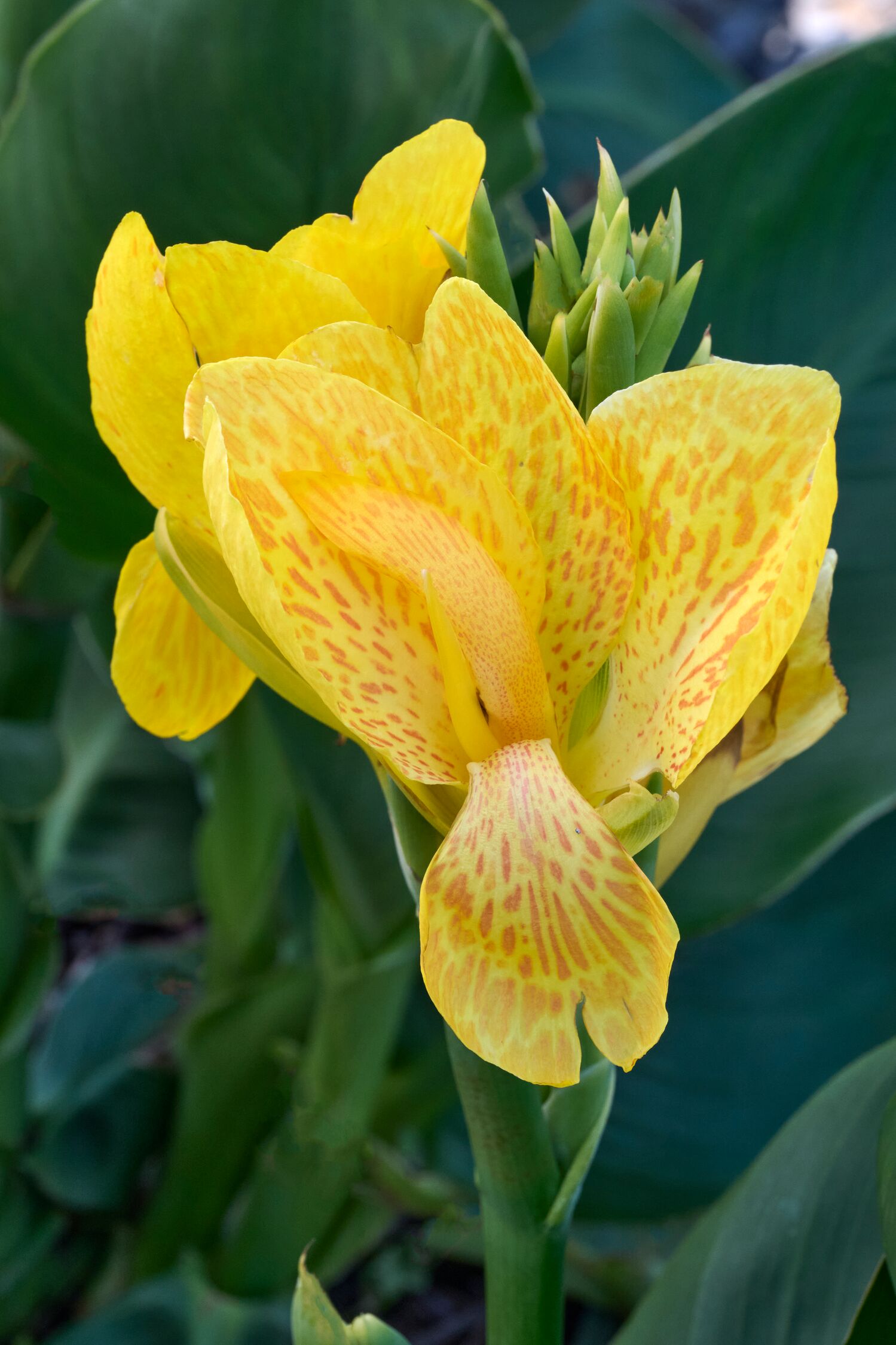 Canna South Pacific Yellow – Desert Horizon Nursery