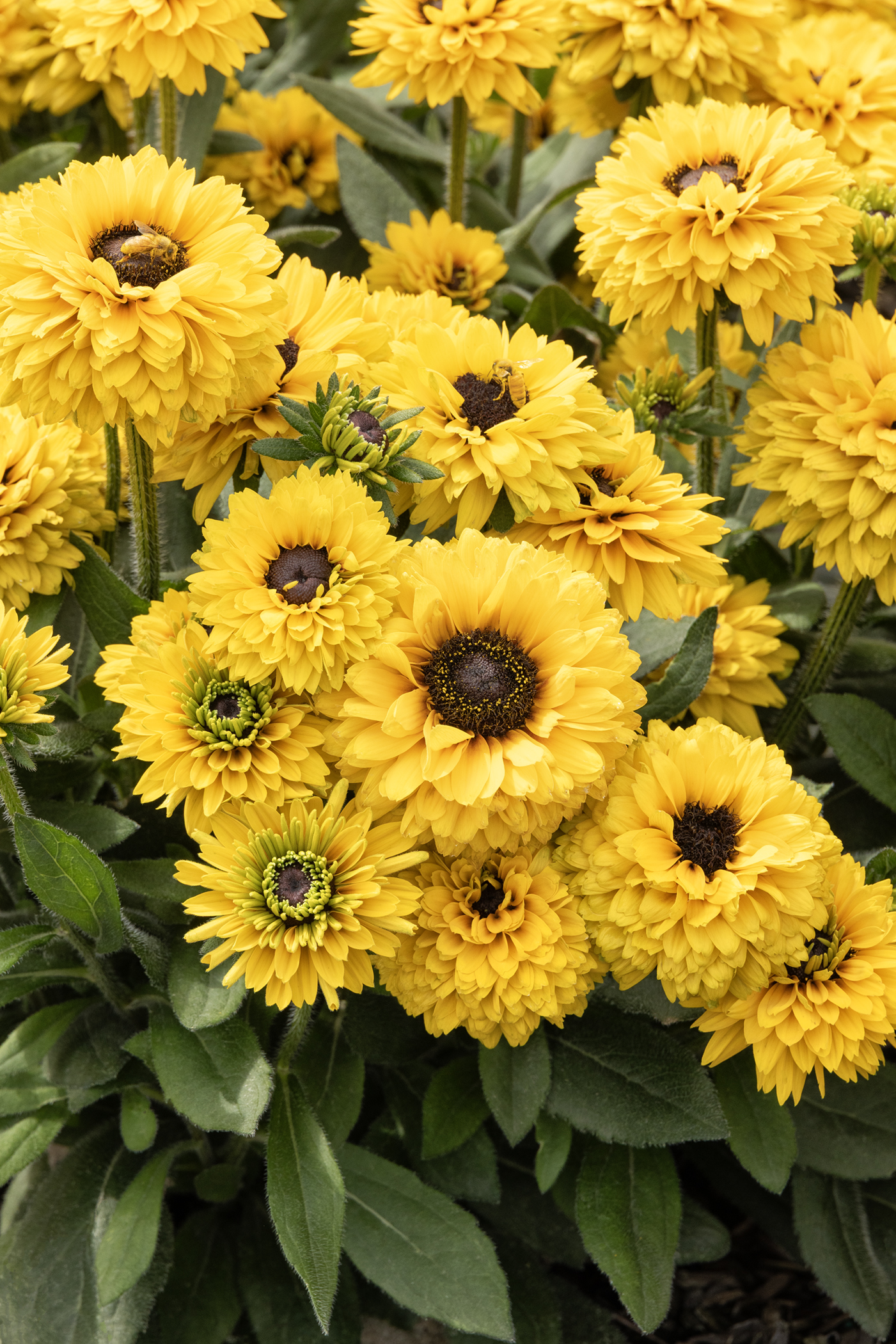 Black-Eyed Susan – Desert Horizon Nursery