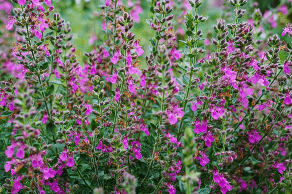 Wall Germander – Desert Horizon Nursery