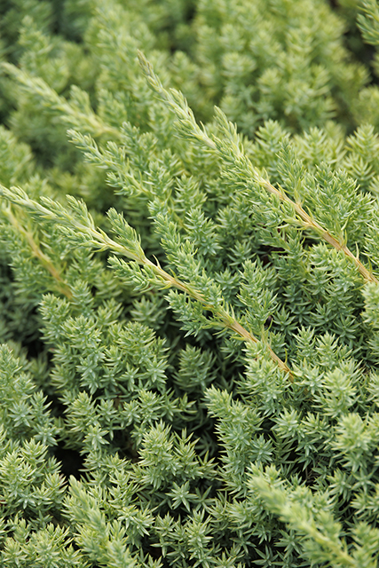 Dwarf Juniper Patio Tree ('Nana' Standard) – Desert Horizon Nursery