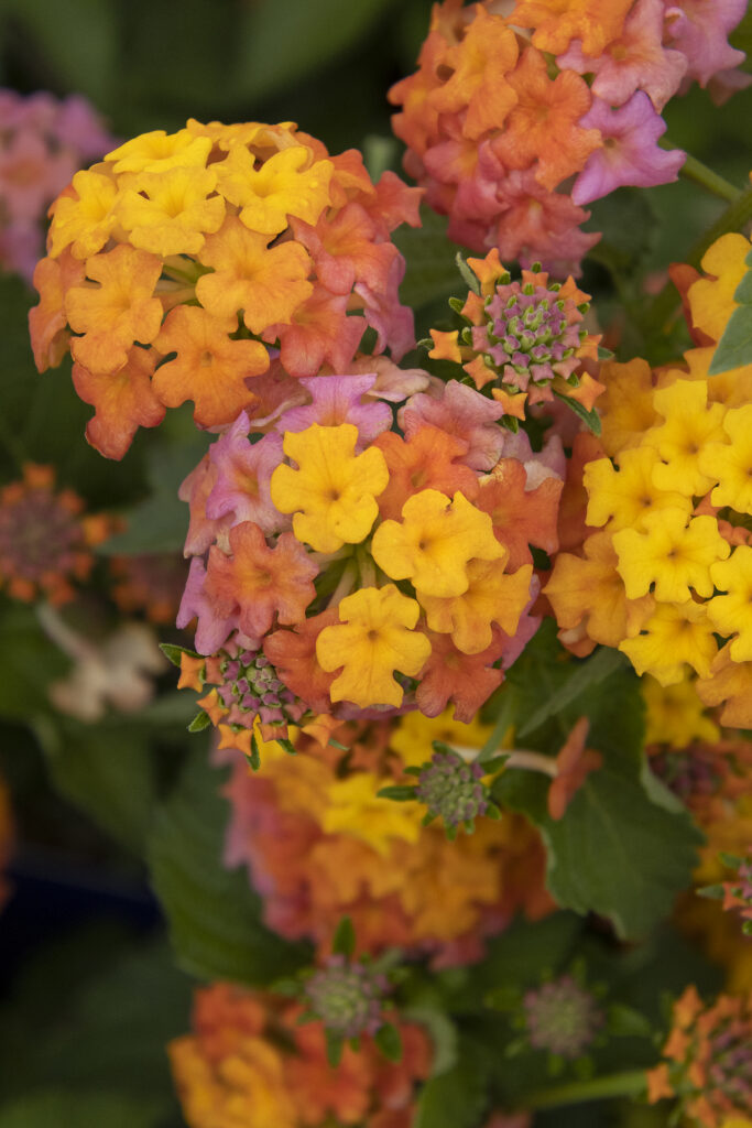Lantana Tree – Desert Horizon Nursery