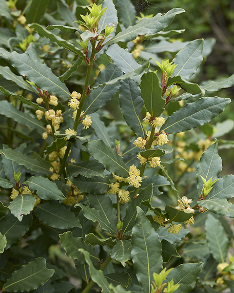 Bay Leaf – Desert Horizon Nursery